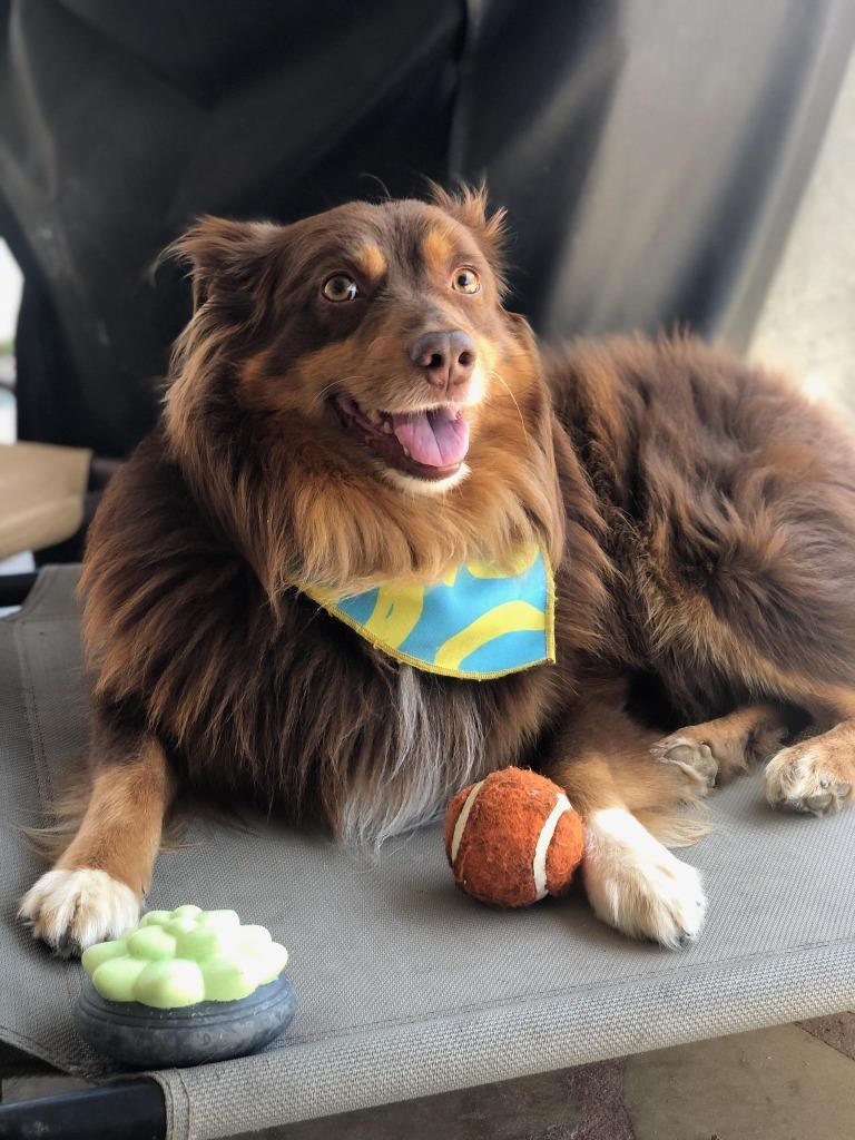 Enlarge Doodle, a Adoptable Australian Shepherd in Manhattan Beach, CA image 4/4