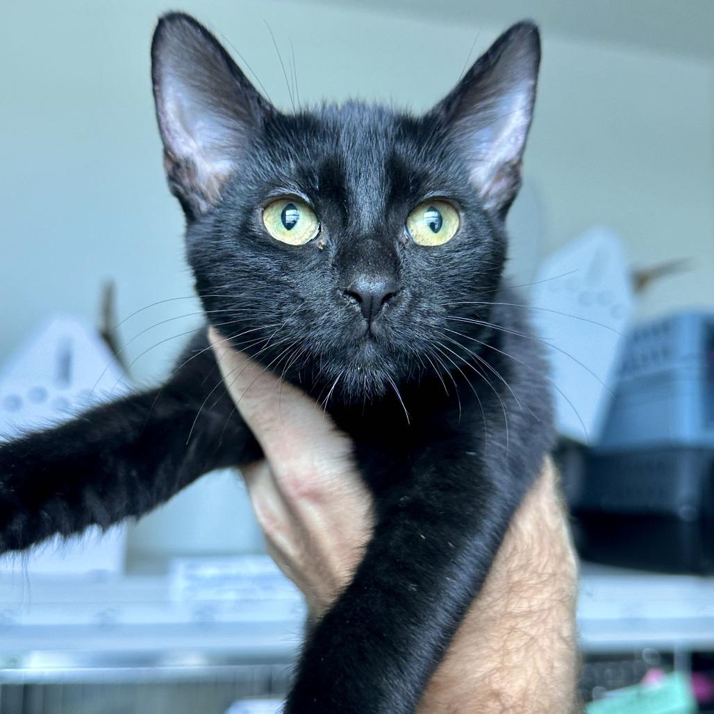 Cinnamon, Adoptable, Kitten Female Domestic Short Hair.