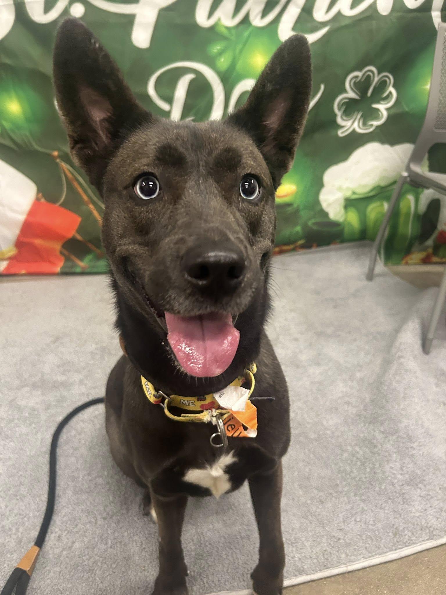 Enlarge Brookie, an adopted mixed breed in Cleveland, OH image 2/6