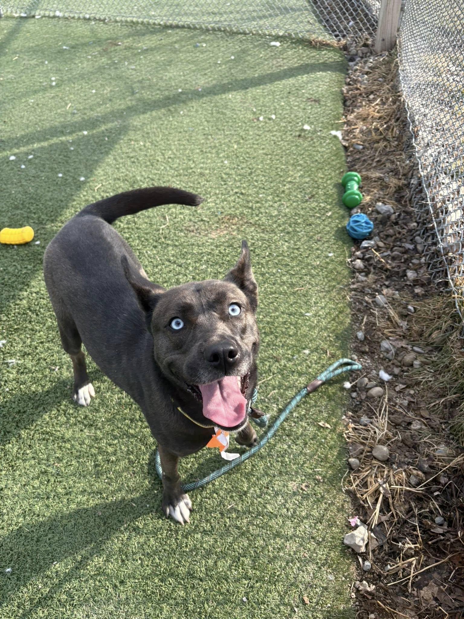 Enlarge Brookie, an adopted mixed breed in Cleveland, OH image 3/6