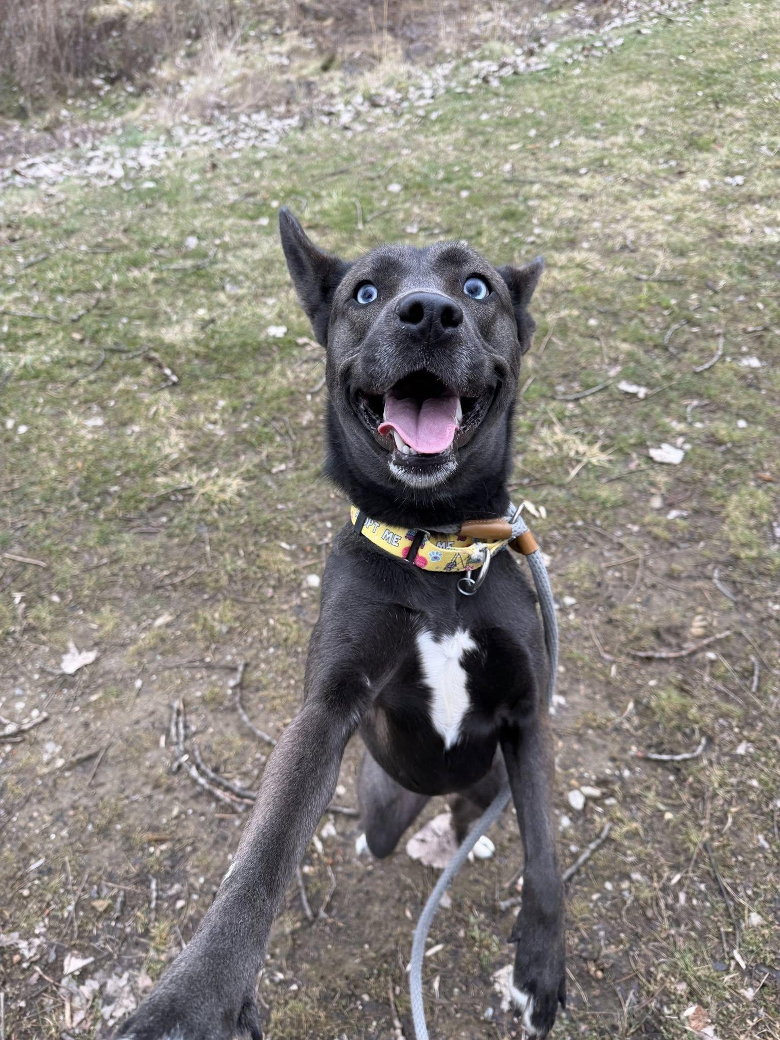 Enlarge Brookie, an adopted mixed breed in Cleveland, OH image 5/6