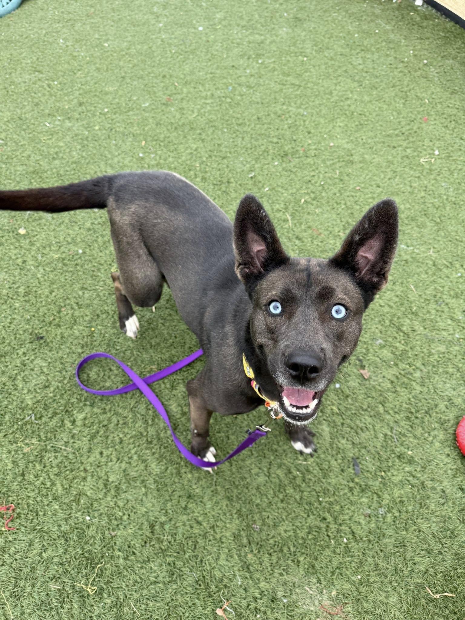 Brookie, adopted, Young Female Siberian Husky.