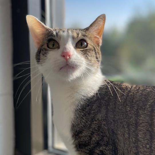 Cosmo, ADOPTABLE, Young Female Domestic Short Hair.