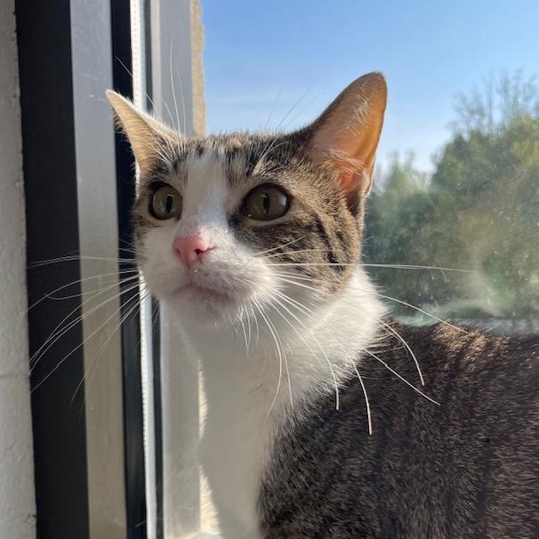 Enlarge Cosmo, a ADOPTABLE Domestic Short Hair in Stafford, VA image 3/3