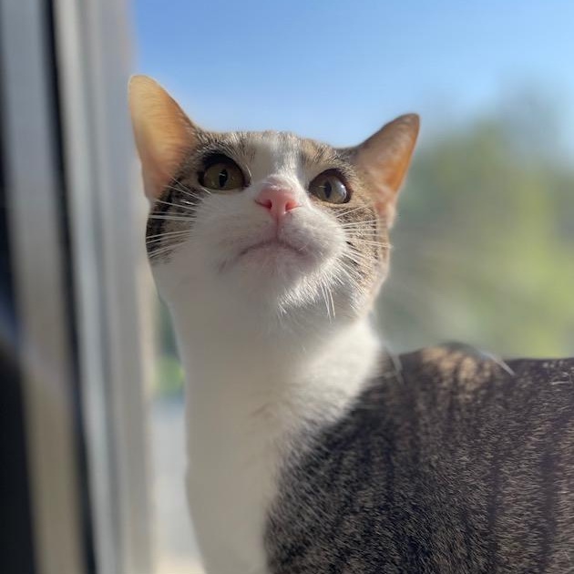 Enlarge Cosmo, a ADOPTABLE Domestic Short Hair in Stafford, VA image 2/3