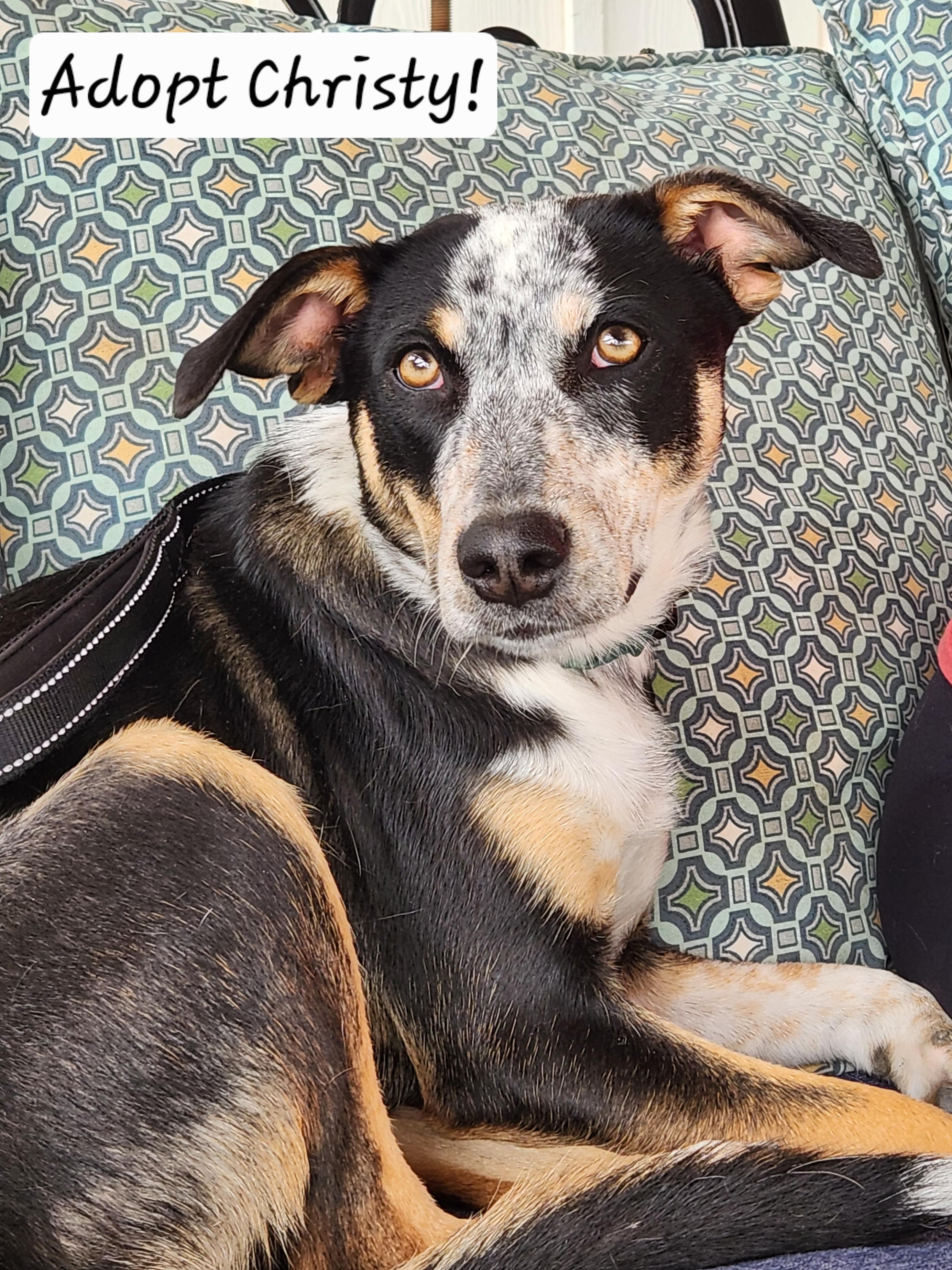 Christy, a ADOPTABLE mixed breed in Killeen, TX image 1/6