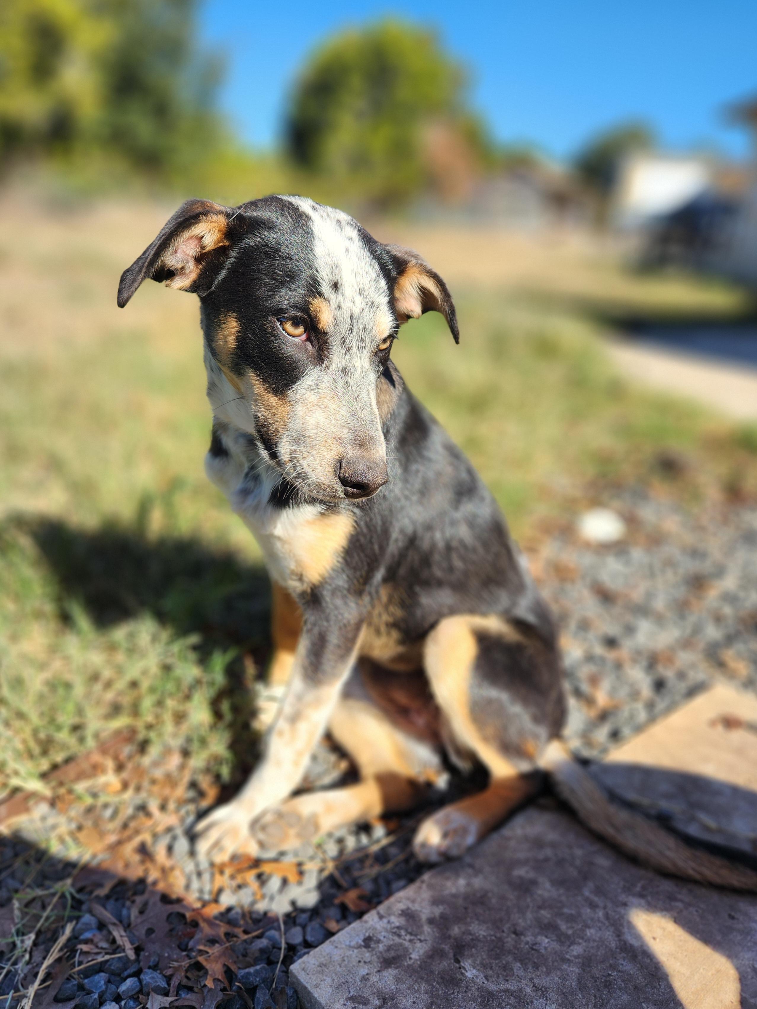 Enlarge Christy, a ADOPTABLE mixed breed in Killeen, TX image 4/6