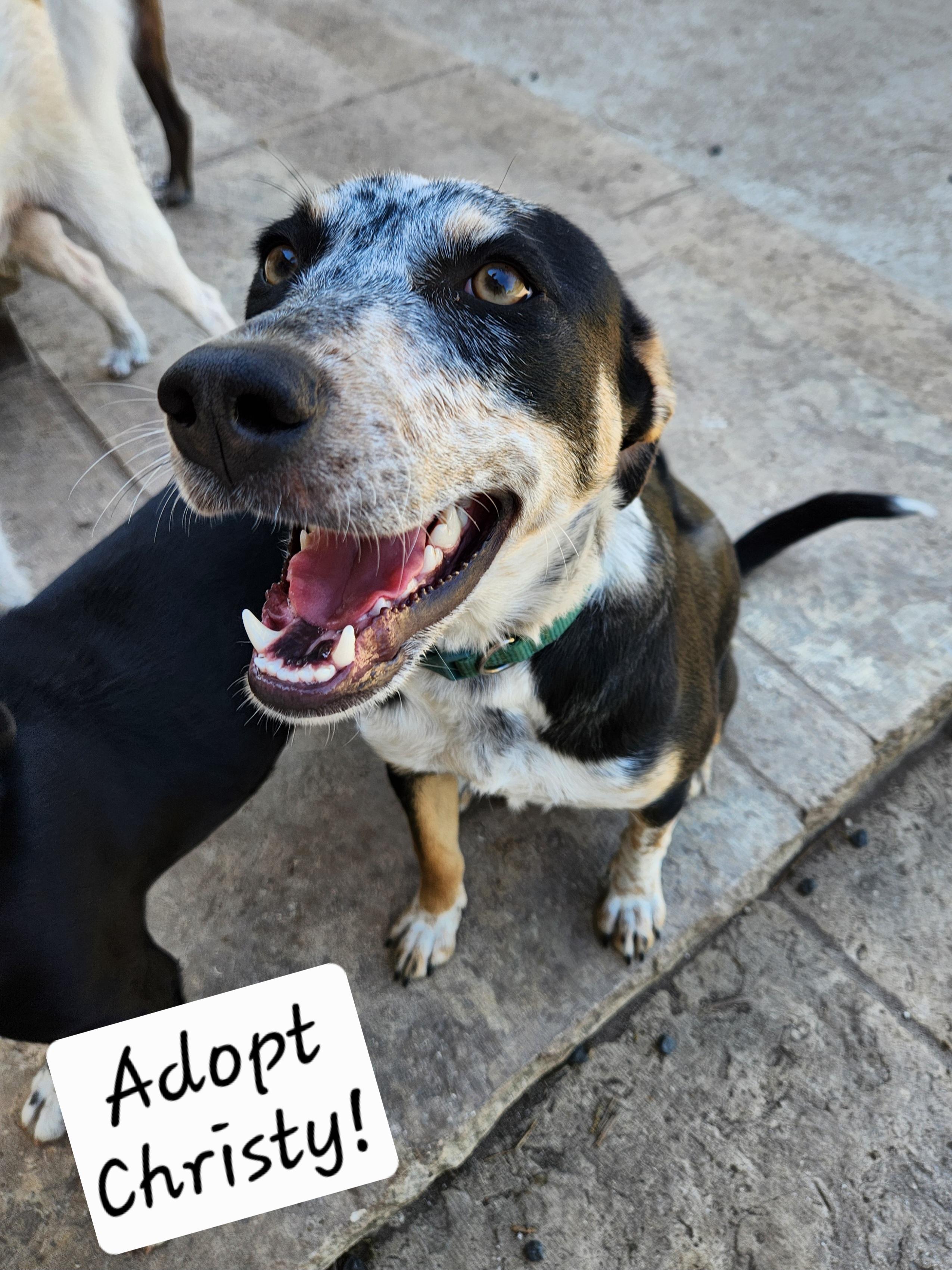 Christy, a ADOPTABLE mixed breed in Killeen, TX image 4/6