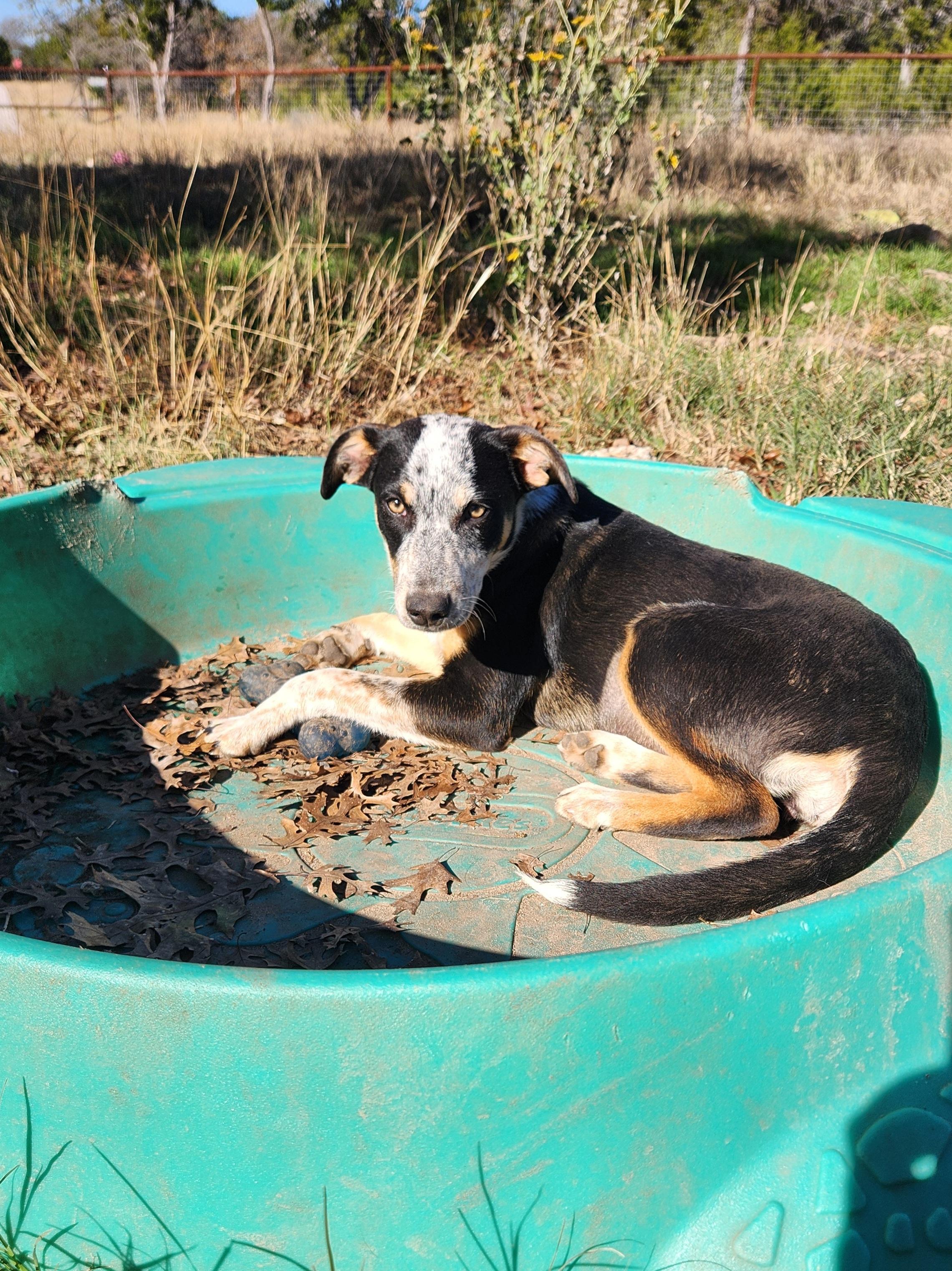 Enlarge Christy, a ADOPTABLE mixed breed in Killeen, TX image 6/6
