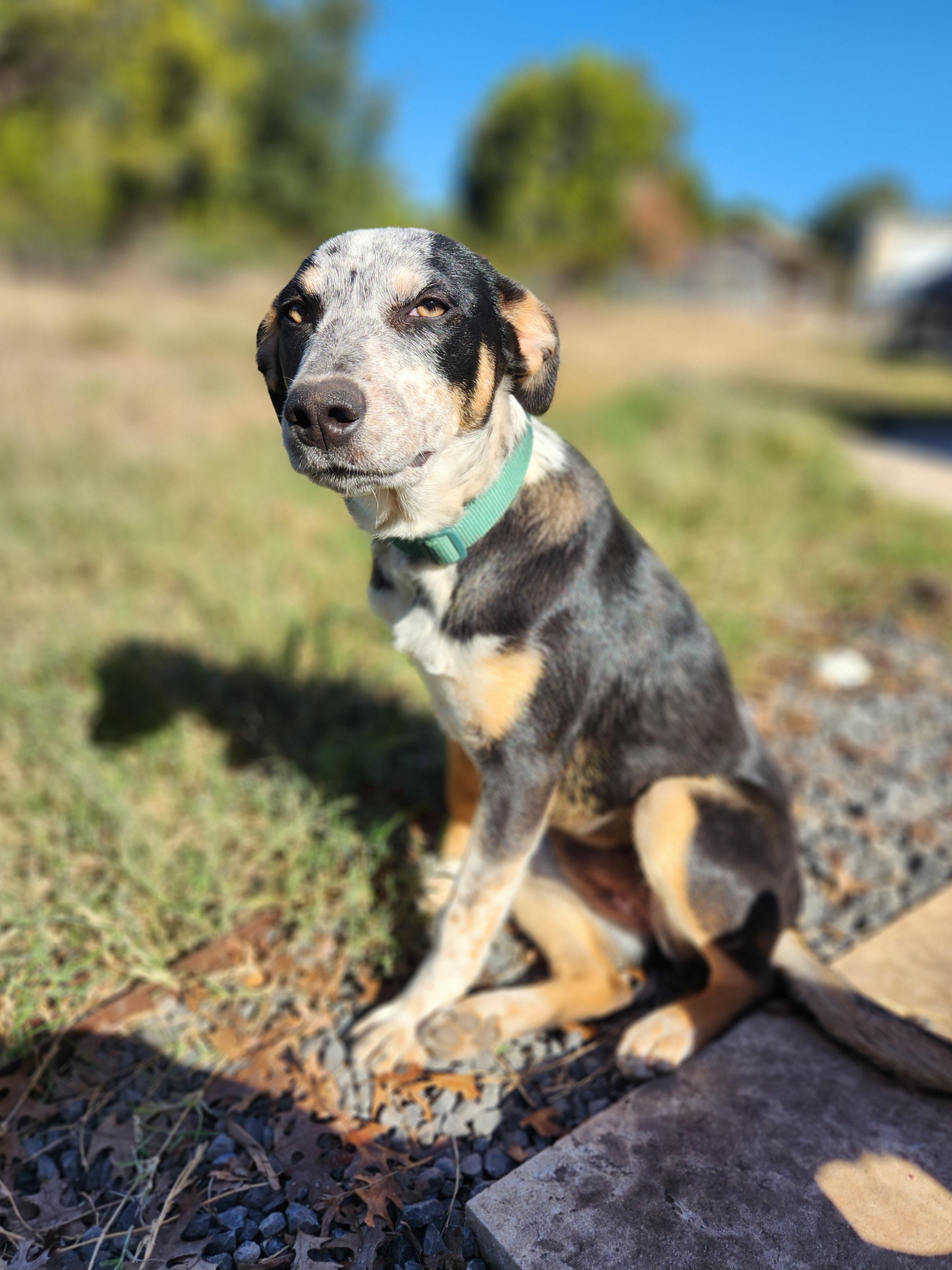 Enlarge Christy, a ADOPTABLE mixed breed in Killeen, TX image 1/6