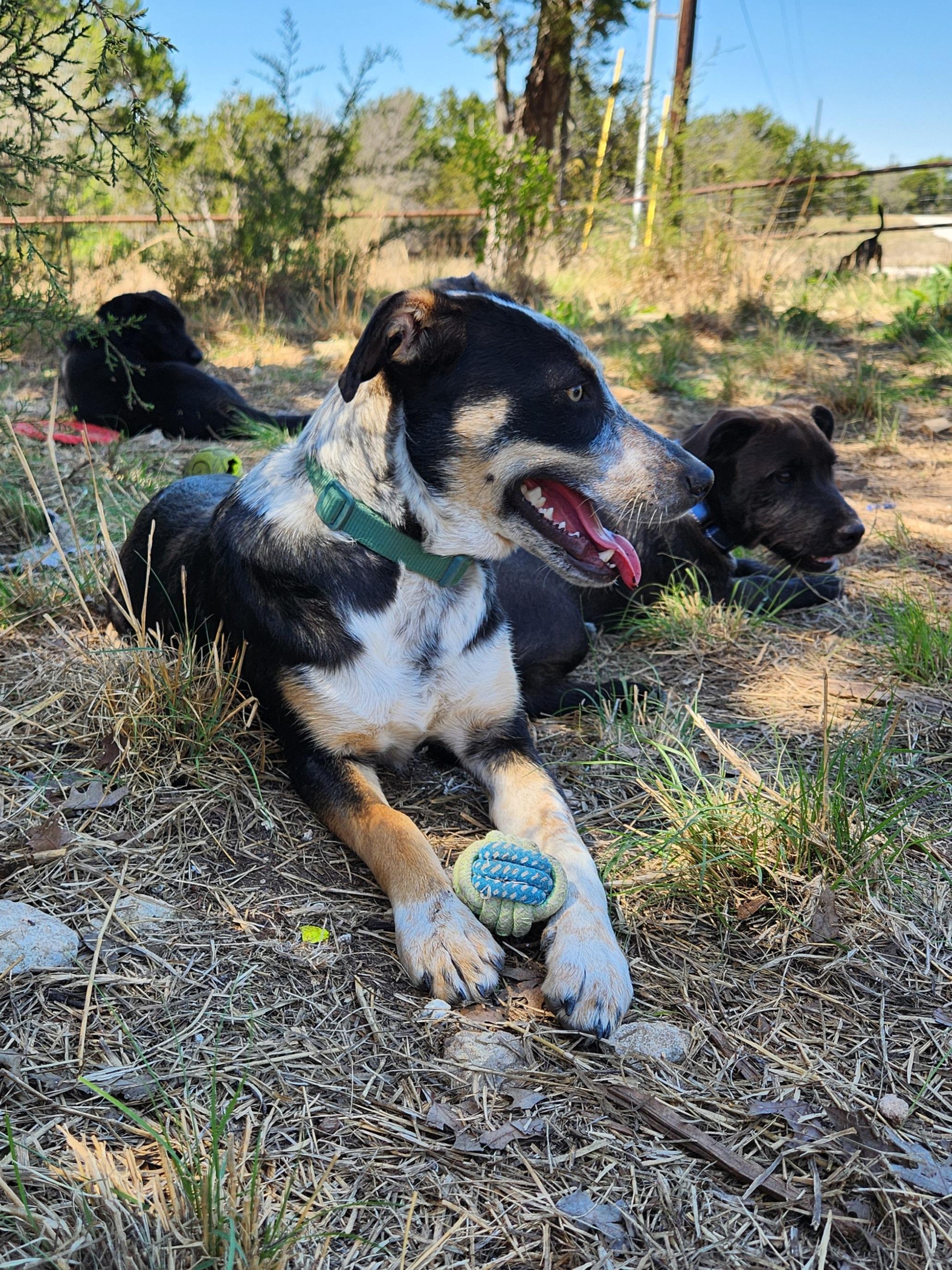 Christy, a ADOPTABLE mixed breed in Killeen, TX image 5/6