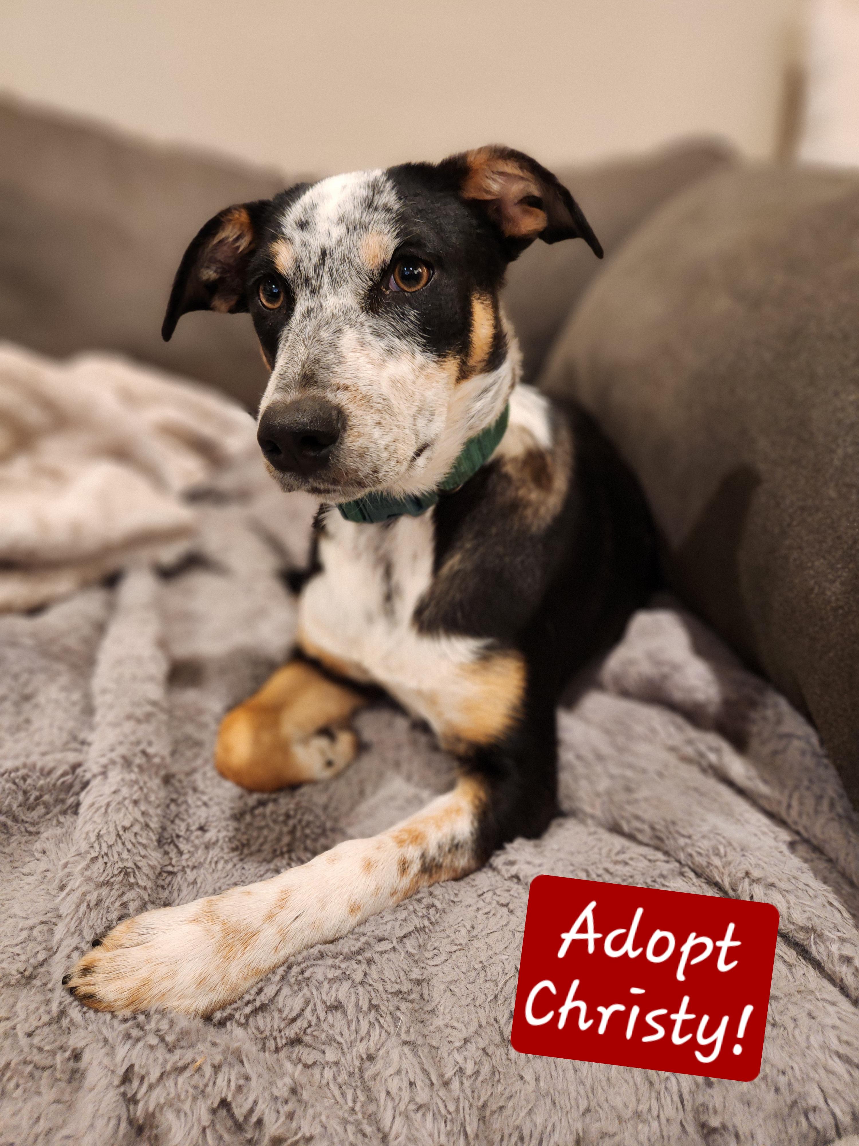 Enlarge Christy, a ADOPTABLE mixed breed in Killeen, TX image 5/6