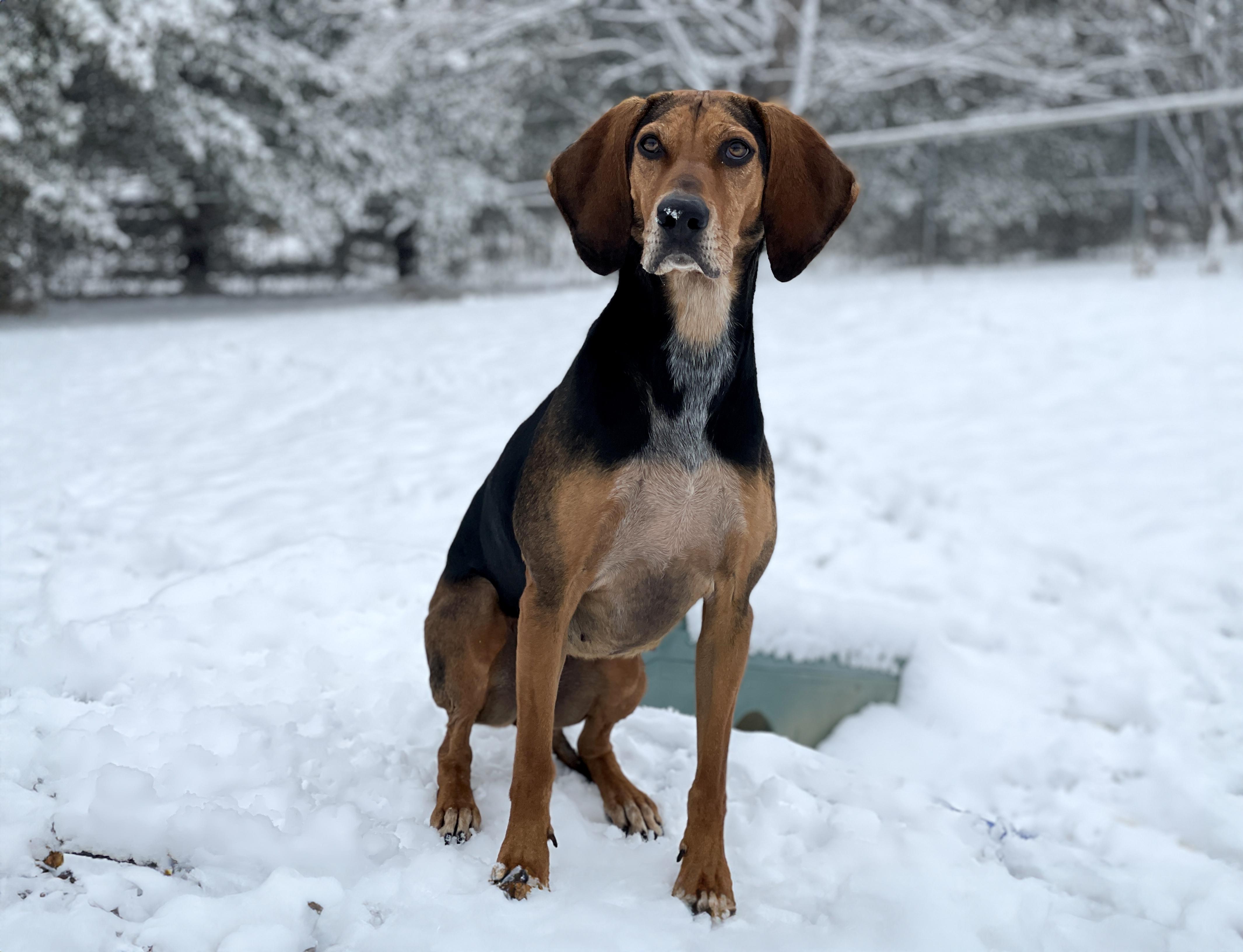 Honey, Adoptable, Adult Female Hound.