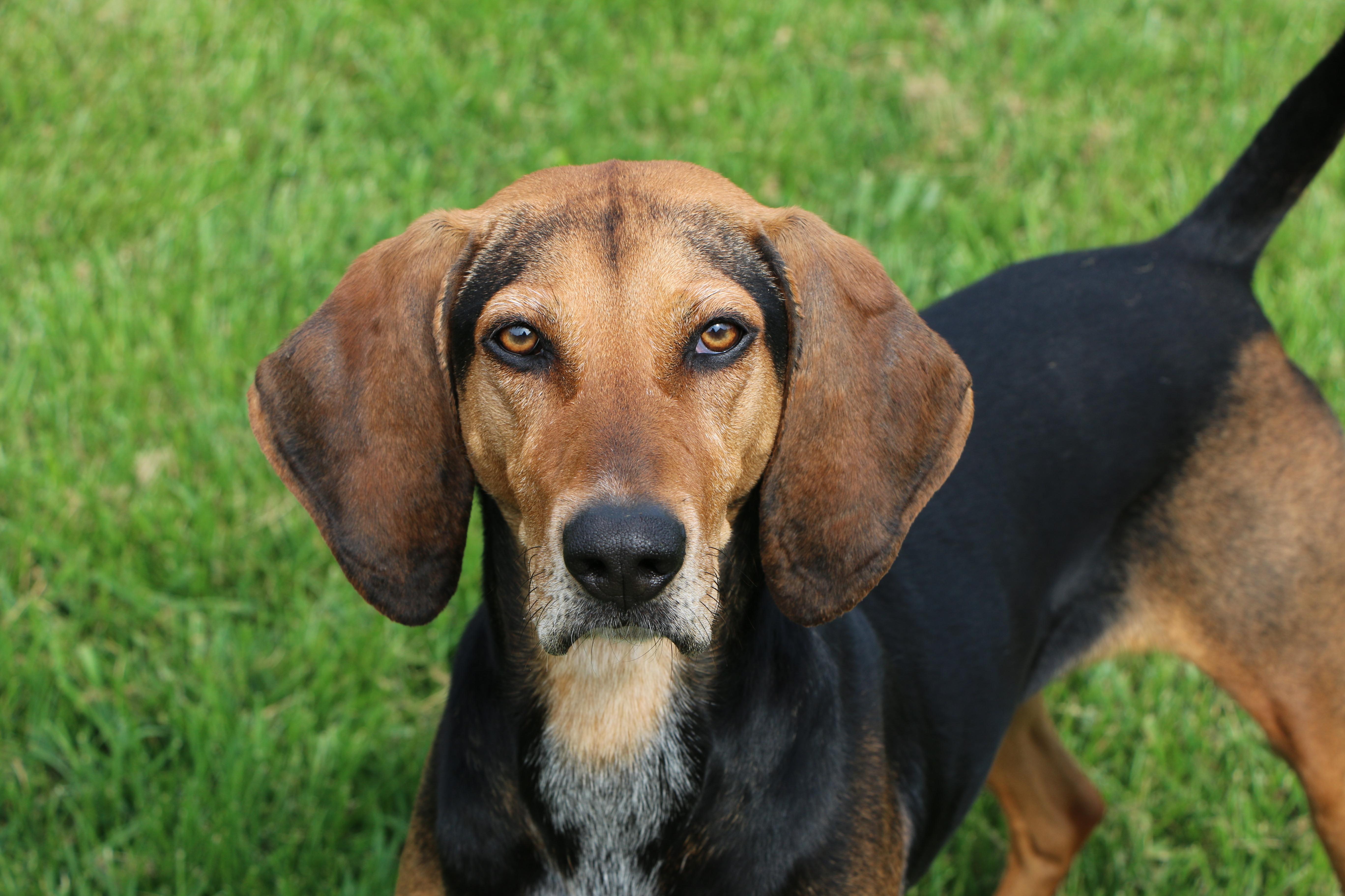 Honey, a Adoptable Hound in Charles Town, WV image 3/6