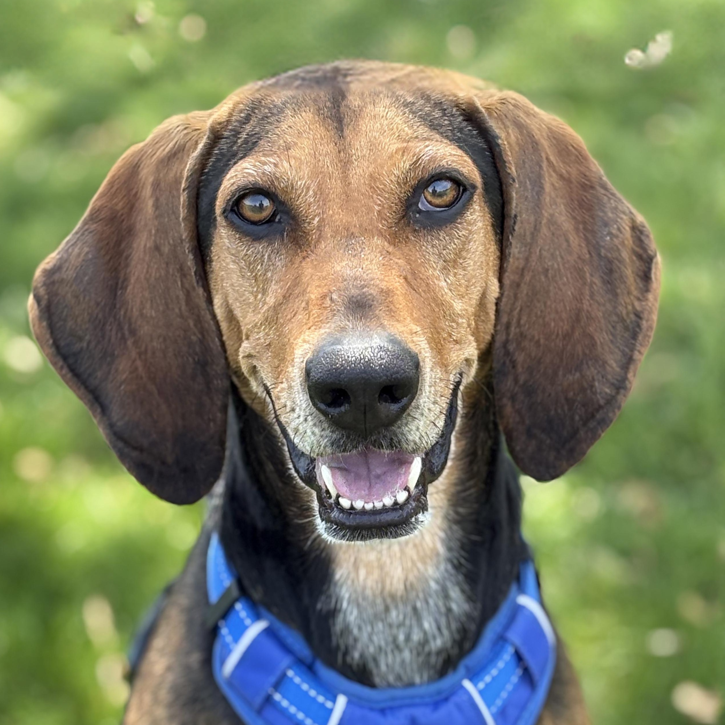Honey, a Adoptable Hound in Charles Town, WV image 1/6
