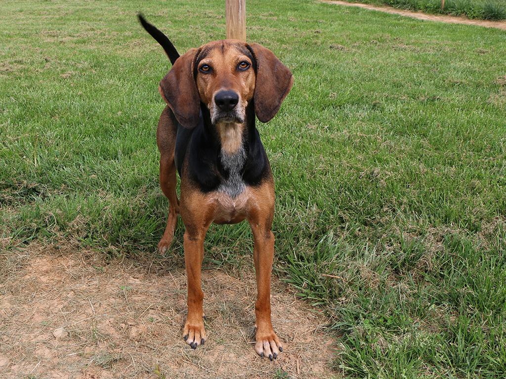 Honey, a Adoptable Hound in Charles Town, WV image 2/6