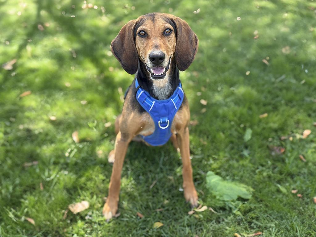 Honey, a Adoptable Hound in Charles Town, WV image 5/6