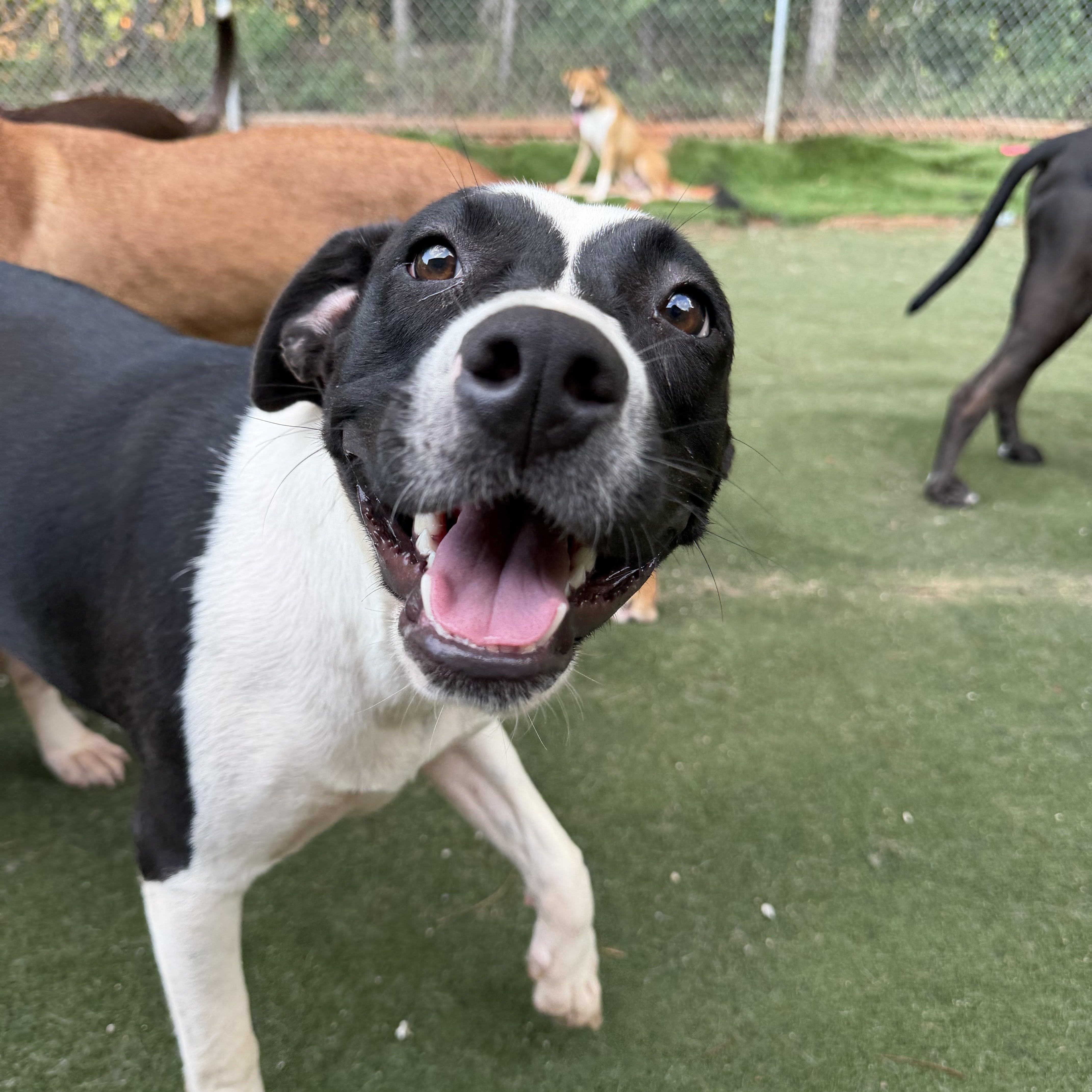 Amalfi, a ADOPTABLE mixed breed in Charlotte, NC image 4/6