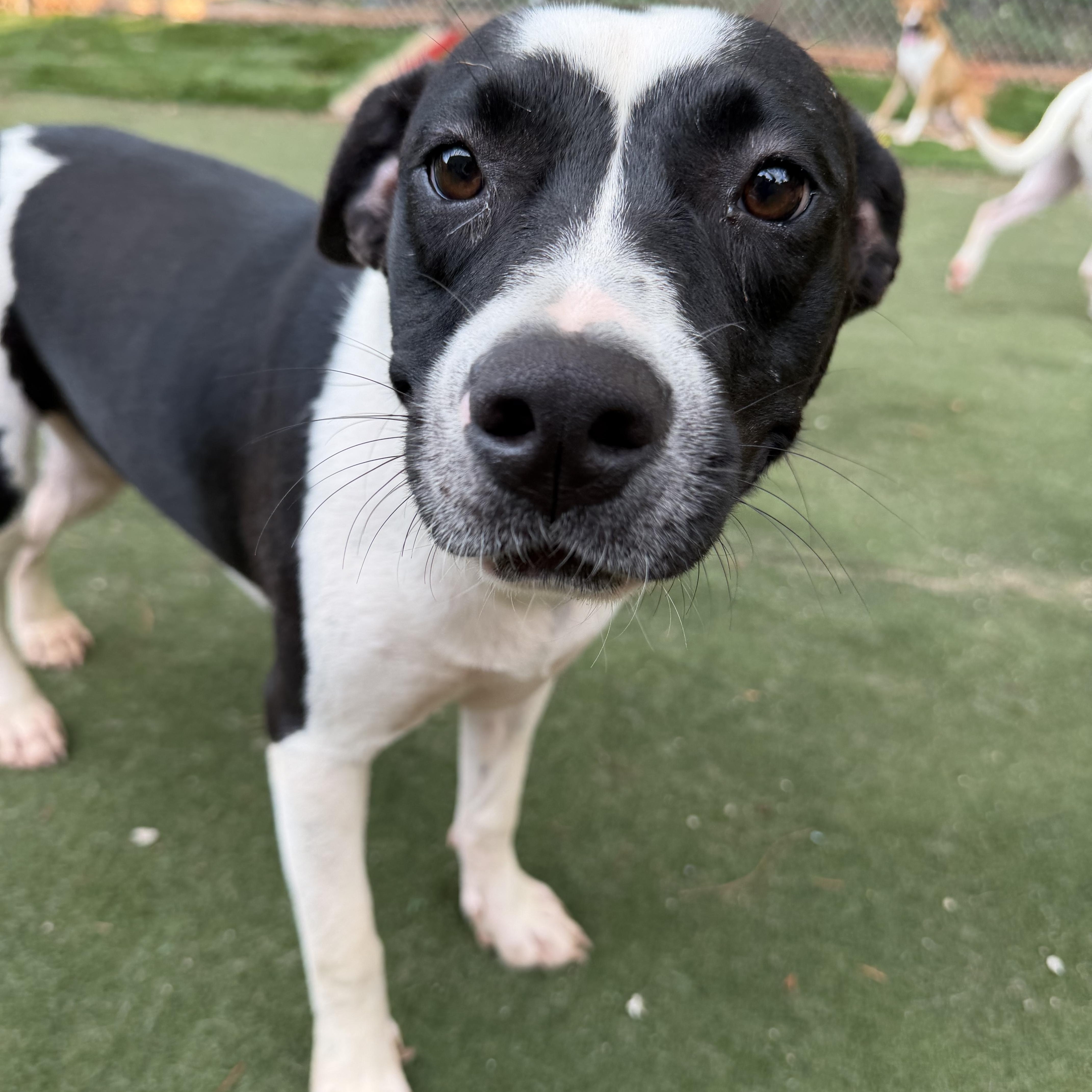 Amalfi, a ADOPTABLE mixed breed in Charlotte, NC image 6/6