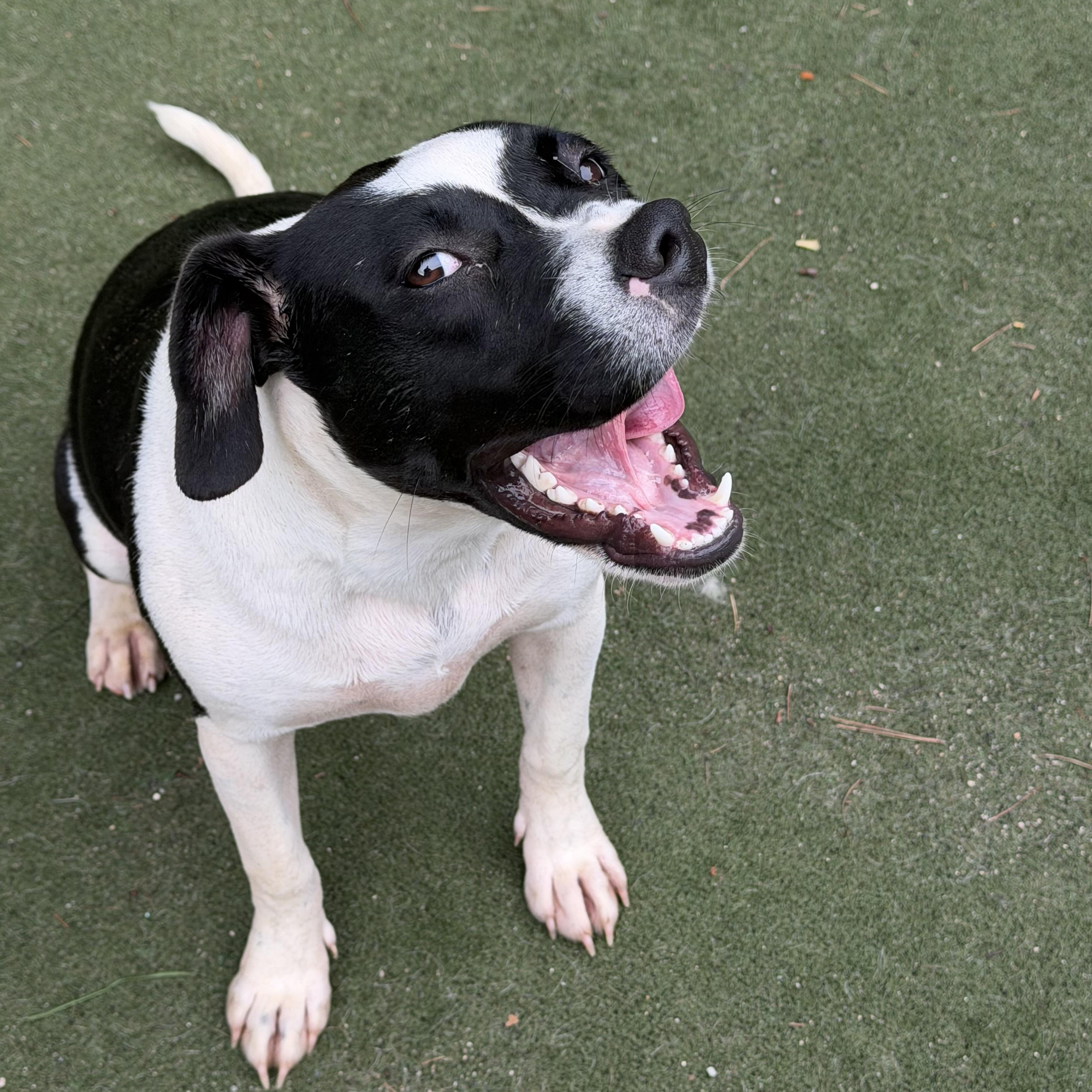 Amalfi, a ADOPTABLE mixed breed in Charlotte, NC image 2/6