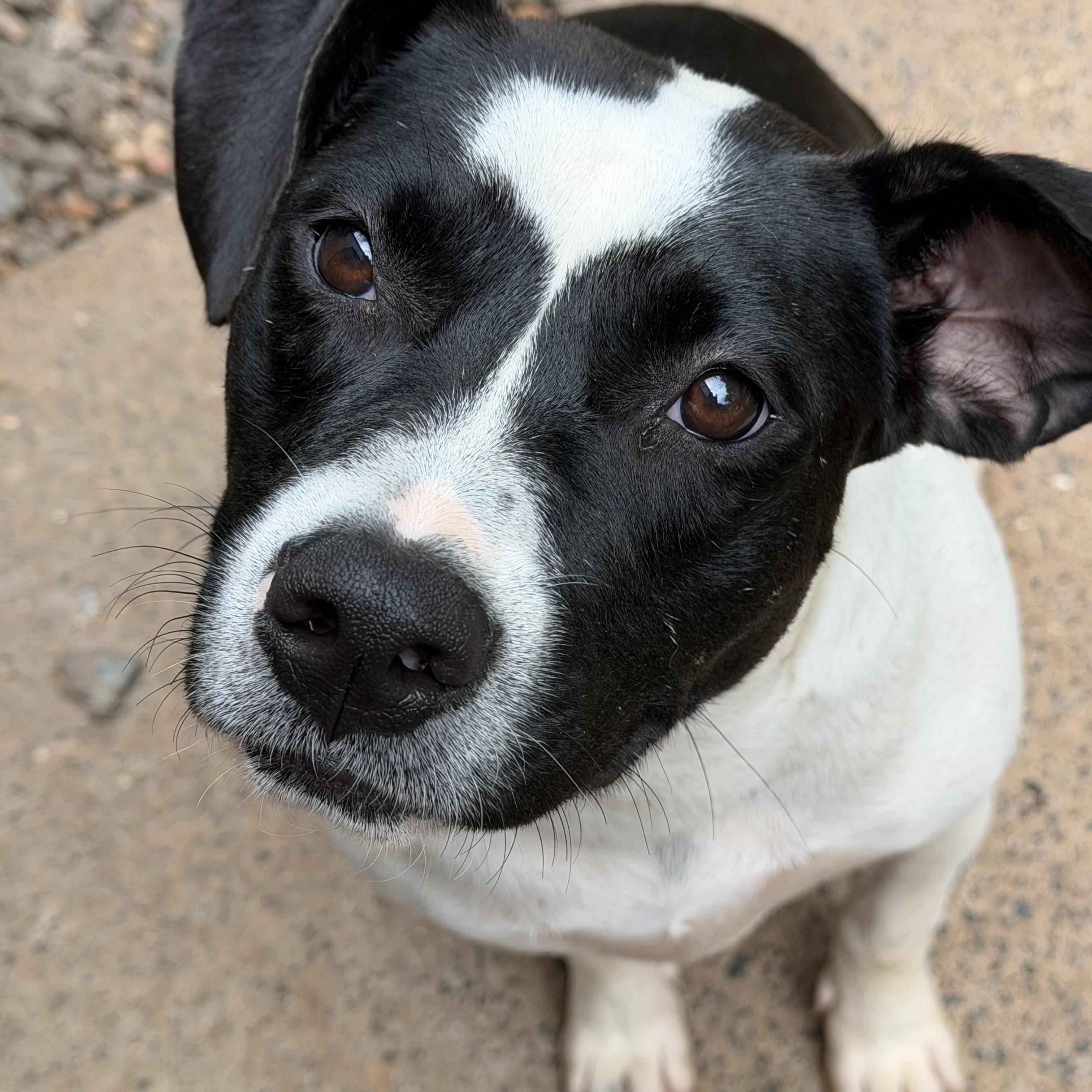 Amalfi, ADOPTABLE, Young Female American Staffordshire Terrier.