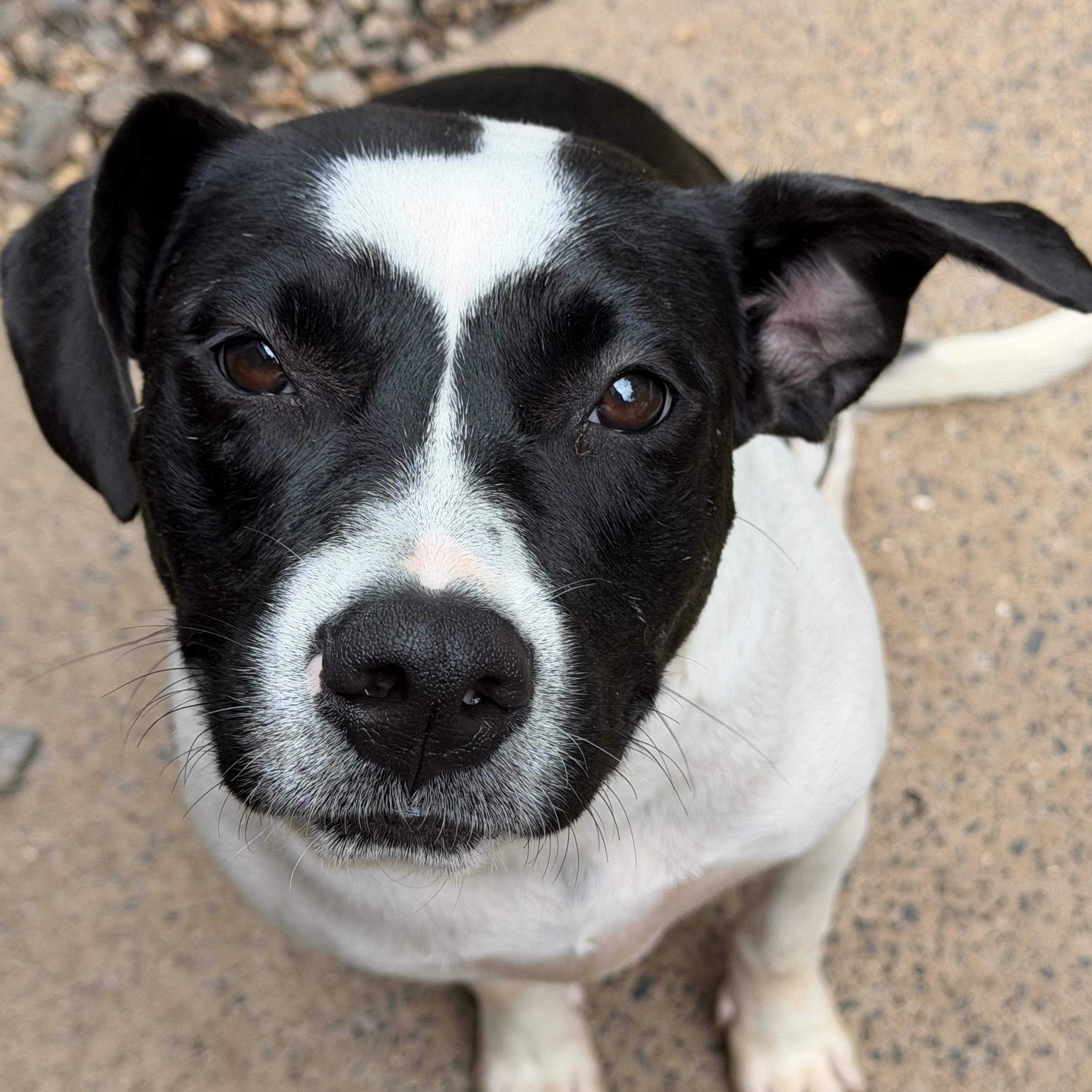 Amalfi, a ADOPTABLE mixed breed in Charlotte, NC image 5/6