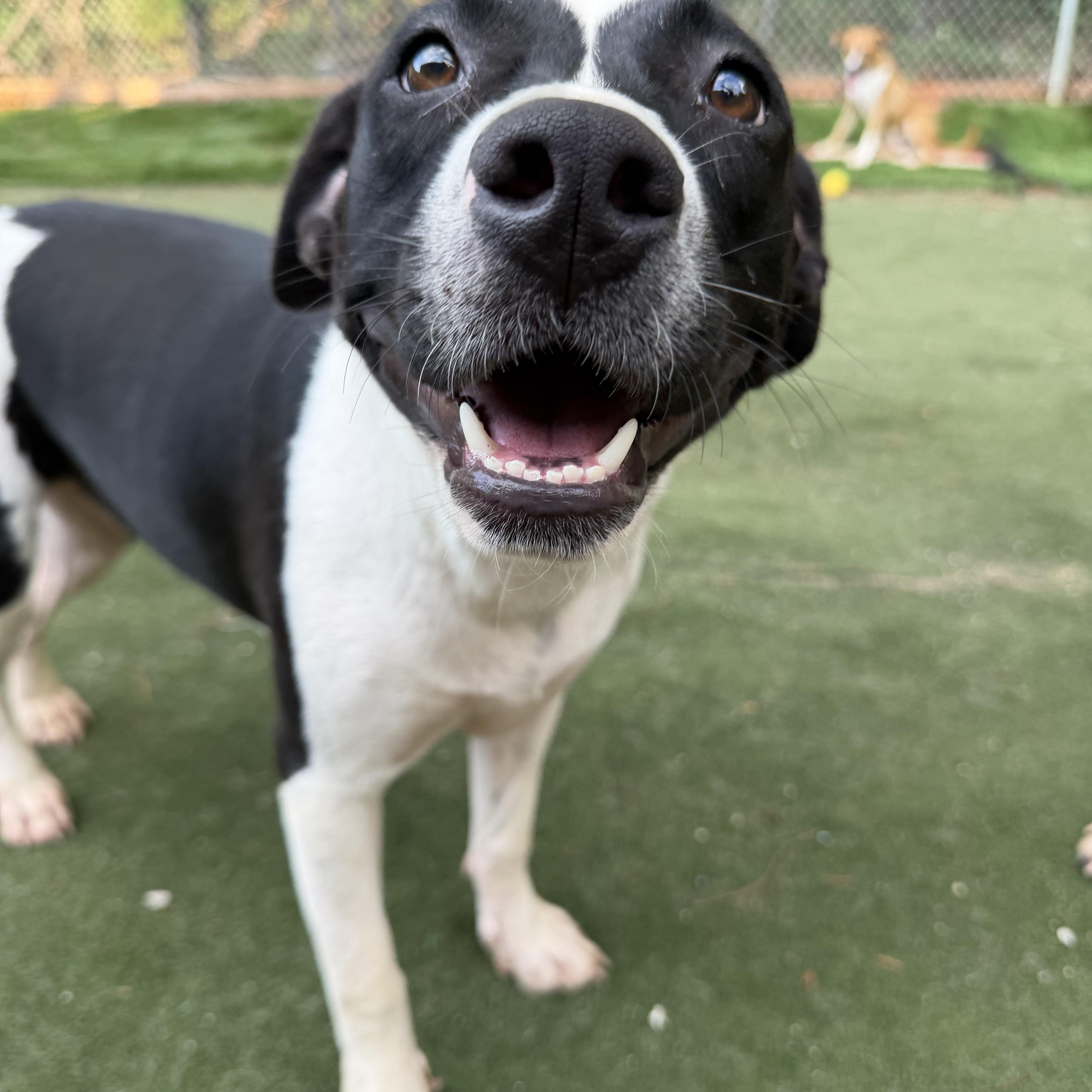 Amalfi, a ADOPTABLE mixed breed in Charlotte, NC image 3/6