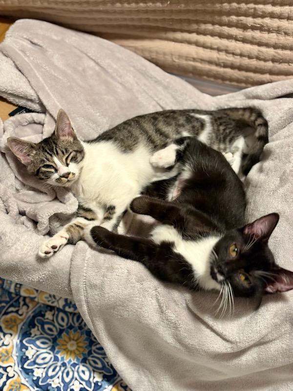 Enlarge Skippy Jon, a ADOPTABLE mixed breed in Greensboro, NC image 2/2