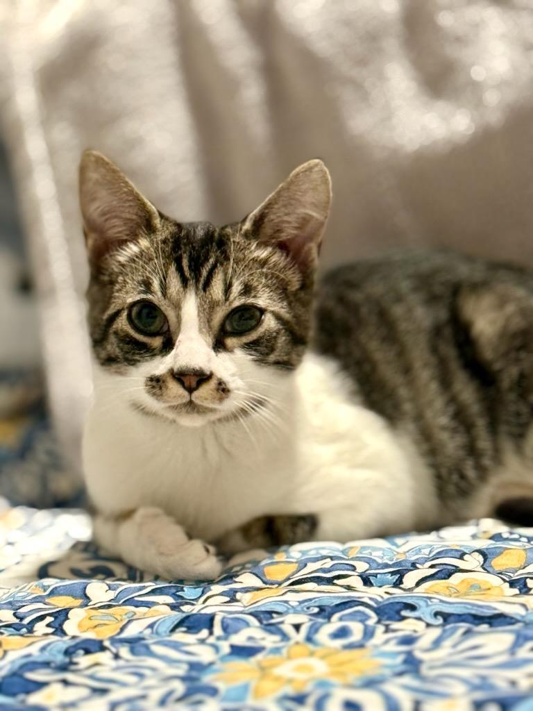 Skippy Jon, ADOPTABLE, Kitten Male Domestic Short Hair & Tabby.