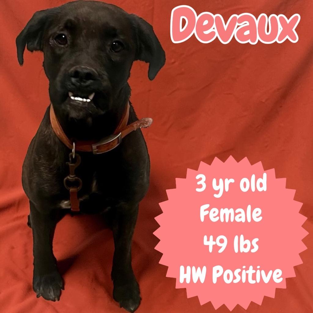 Enlarge Devaux, a Adoptable mixed breed in Sorrento, LA image 2/6