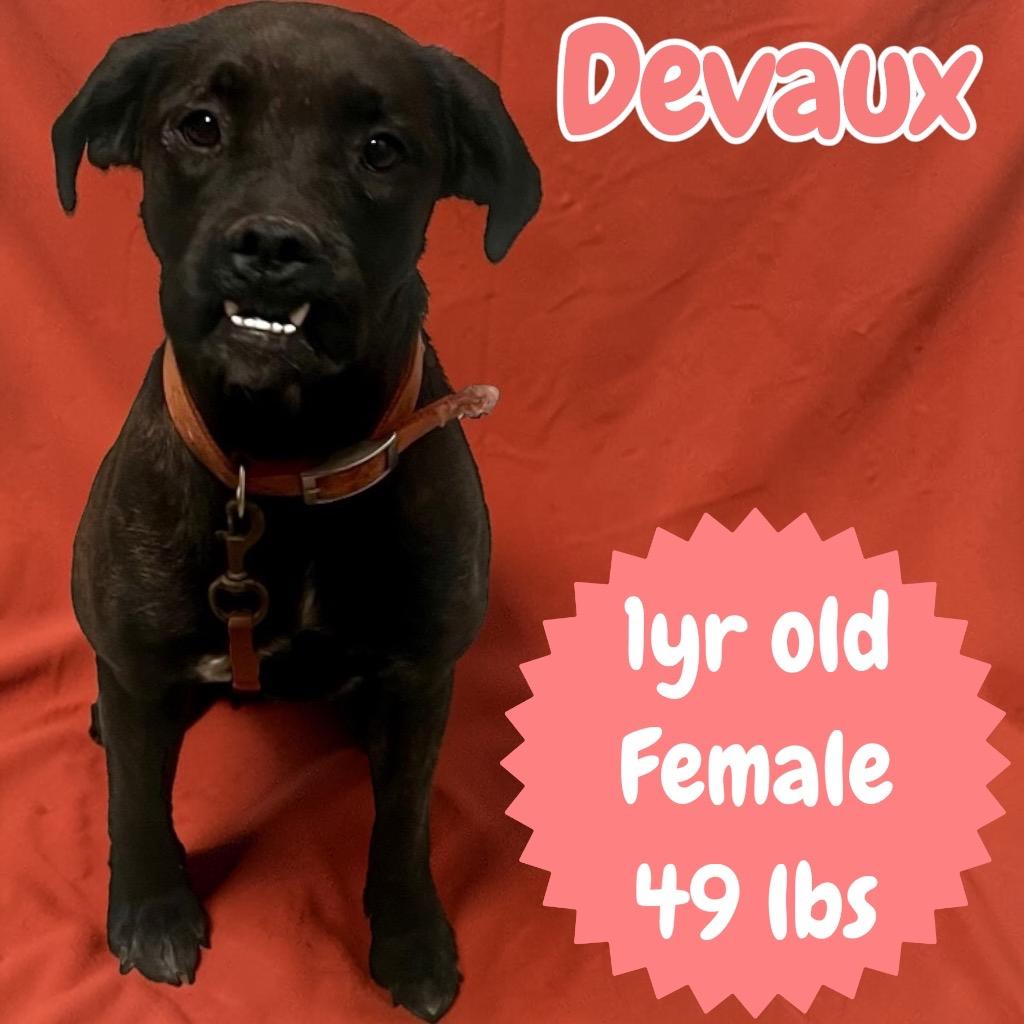 Enlarge Devaux, a Adoptable mixed breed in Sorrento, LA image 5/6