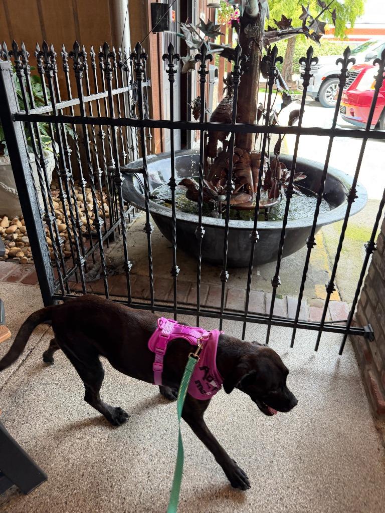 Enlarge Devaux, a Adoptable mixed breed in Sorrento, LA image 6/6