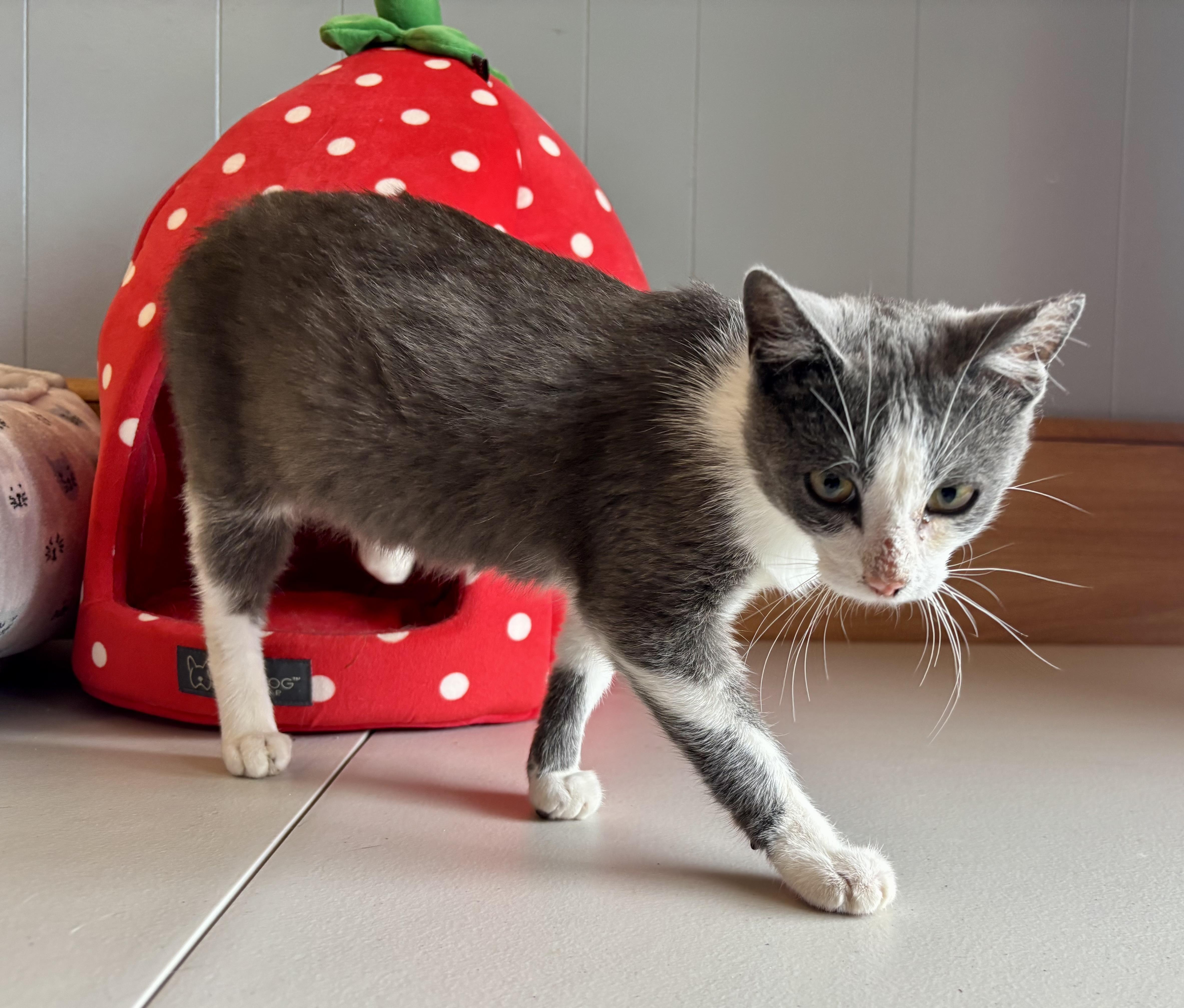 Betty, a Adoptable Domestic Short Hair in Melbourne, AR image 2/6