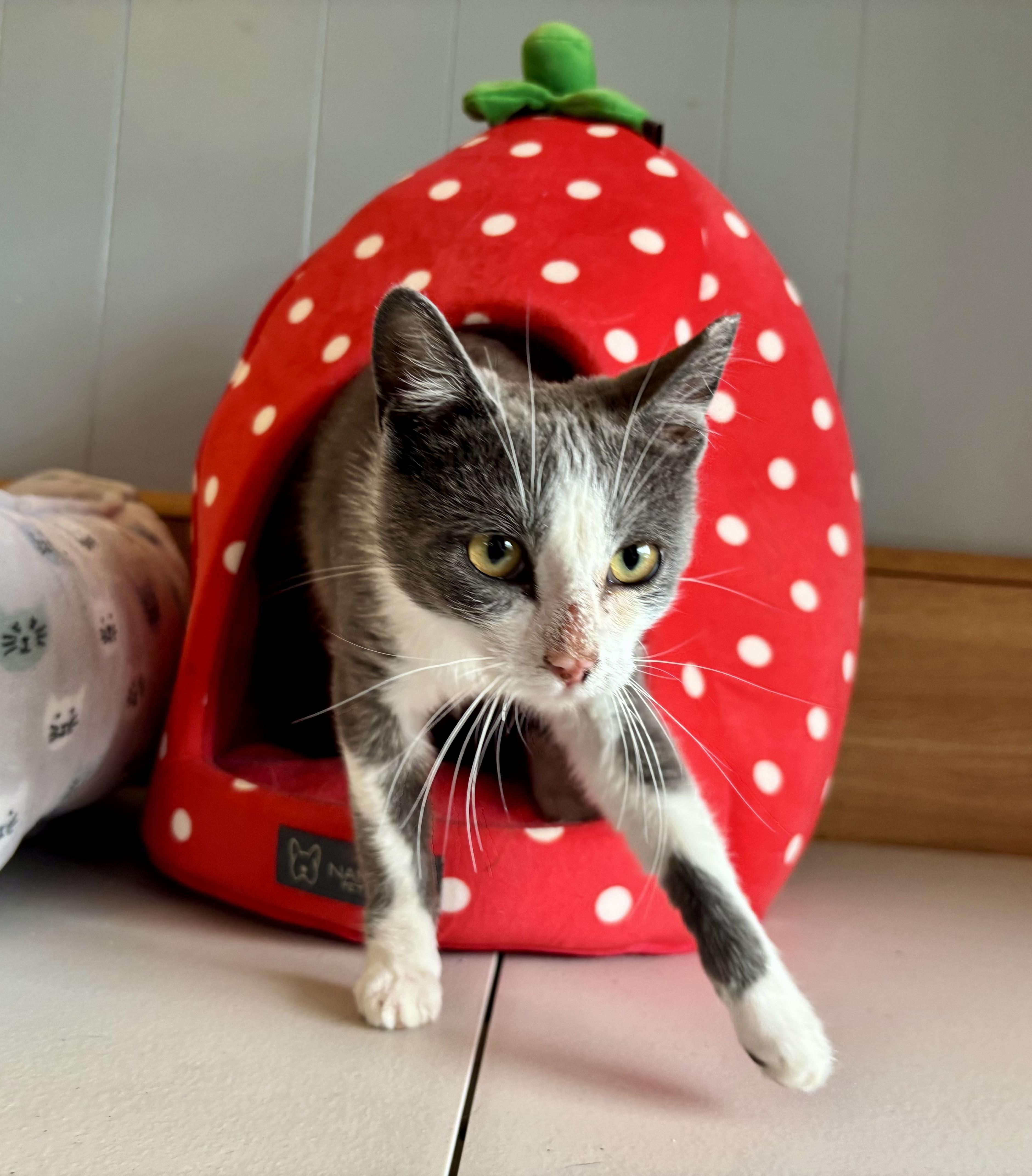 Betty, a Adoptable Domestic Short Hair in Melbourne, AR image 3/6