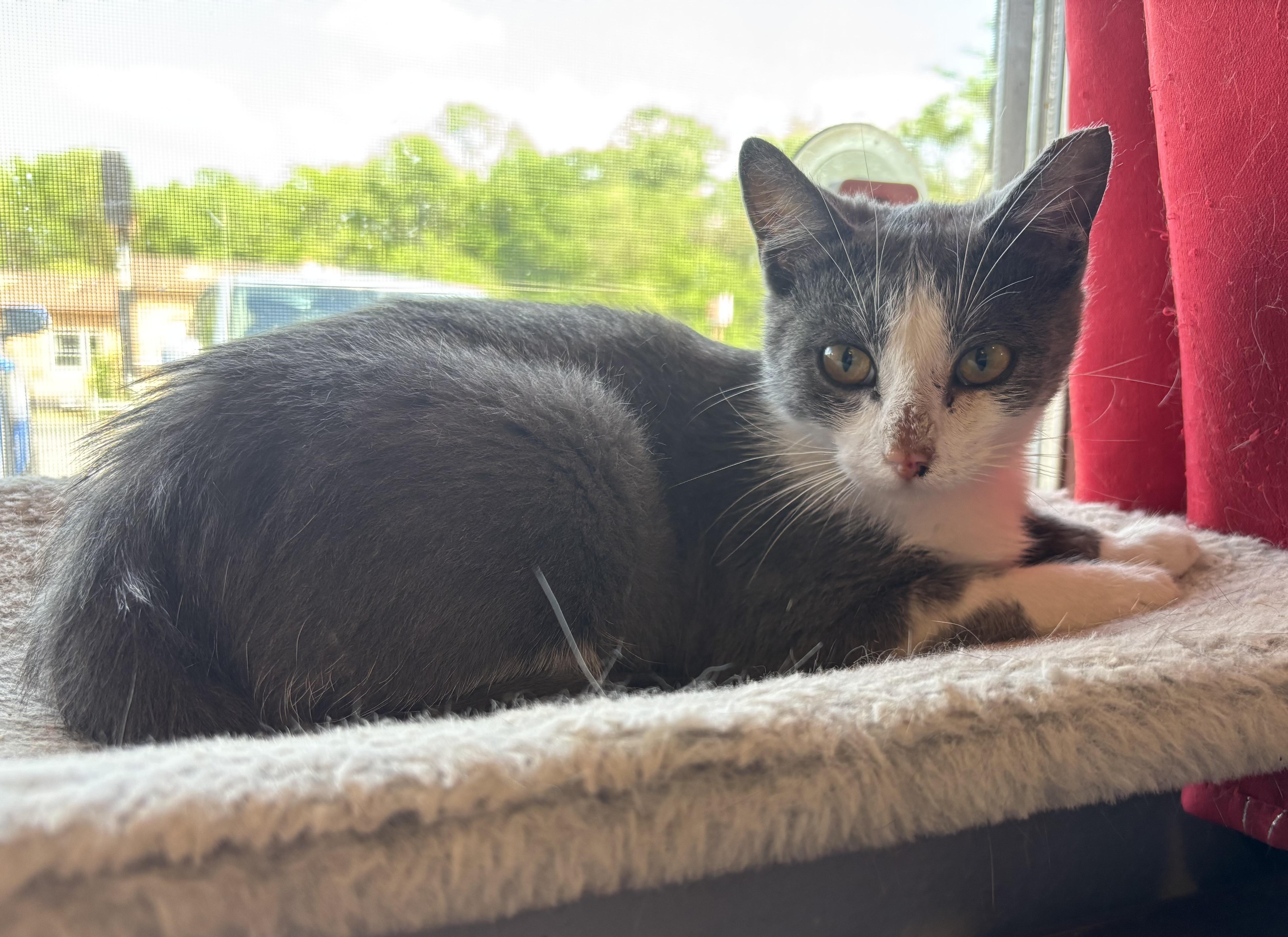 Betty, a Adoptable Domestic Short Hair in Melbourne, AR image 4/6