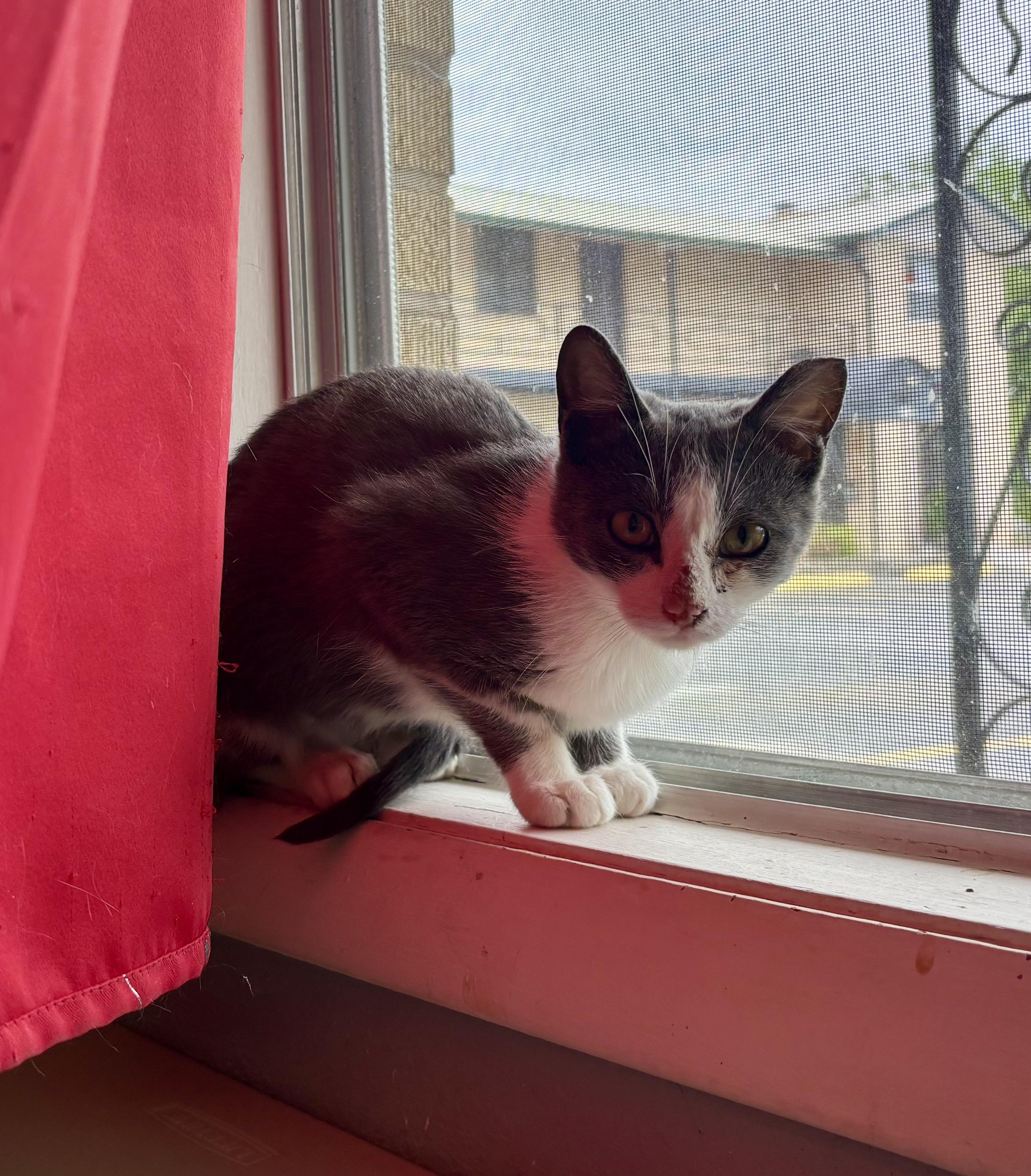 Betty, a Adoptable Domestic Short Hair in Melbourne, AR image 5/6