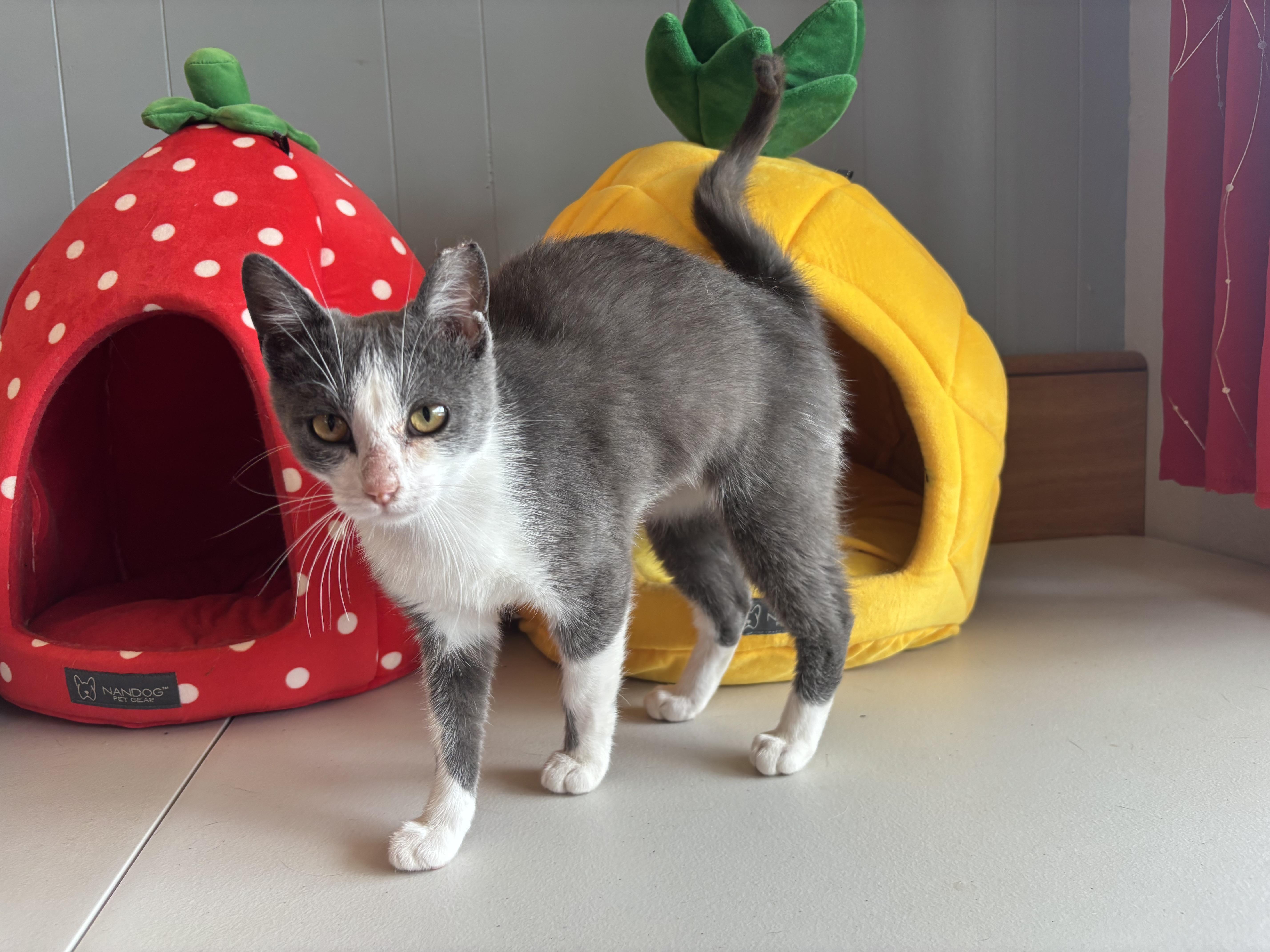 Betty, an adoptable Domestic Short Hair in Melbourne, AR, 72556 | Photo Image 6