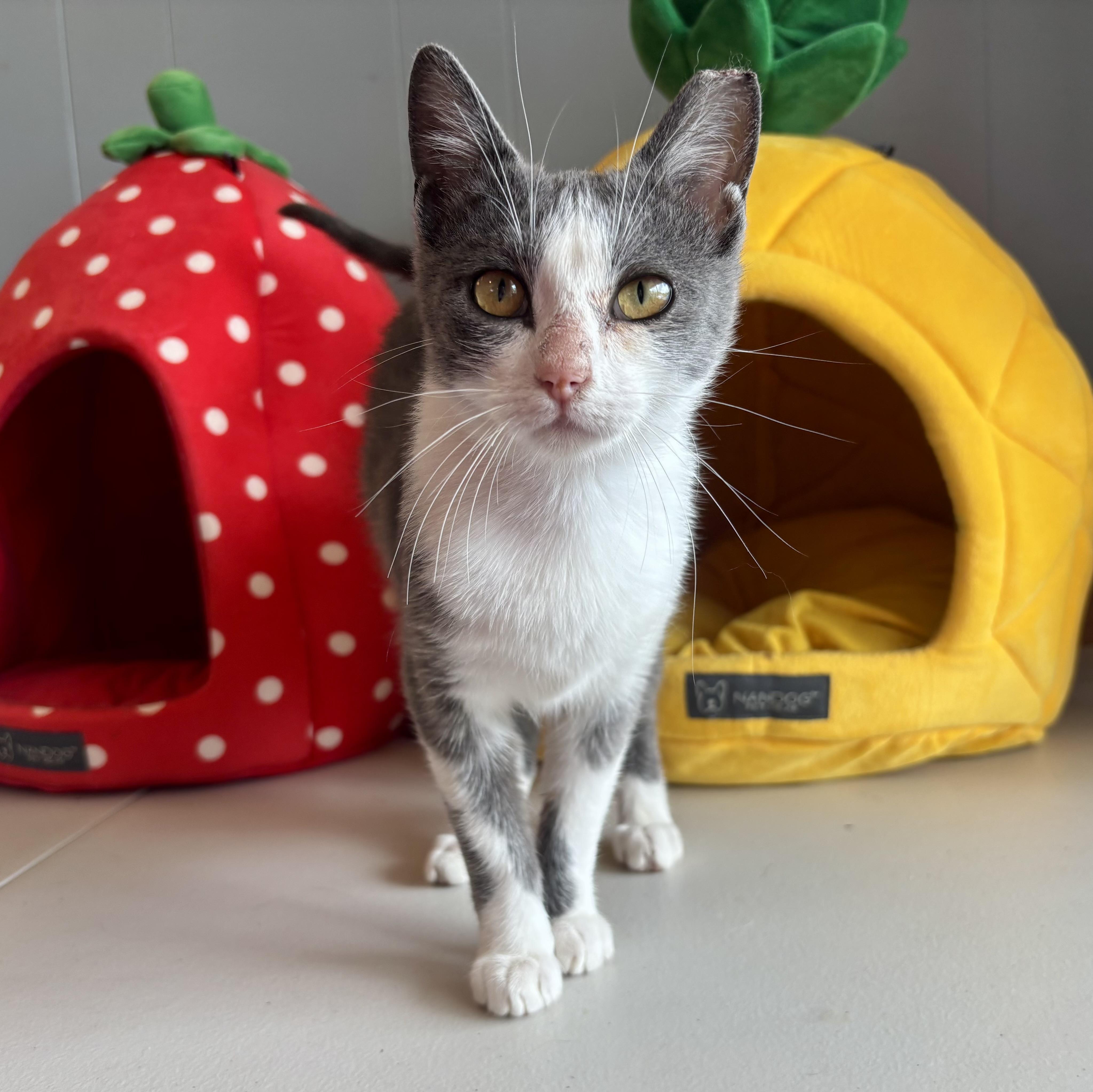 Betty, Adoptable, Young Female Domestic Short Hair.