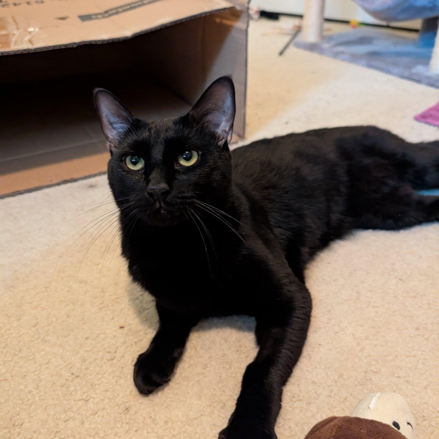 Bennett and Beaux, Adoptable, Adult Male Domestic Short Hair.