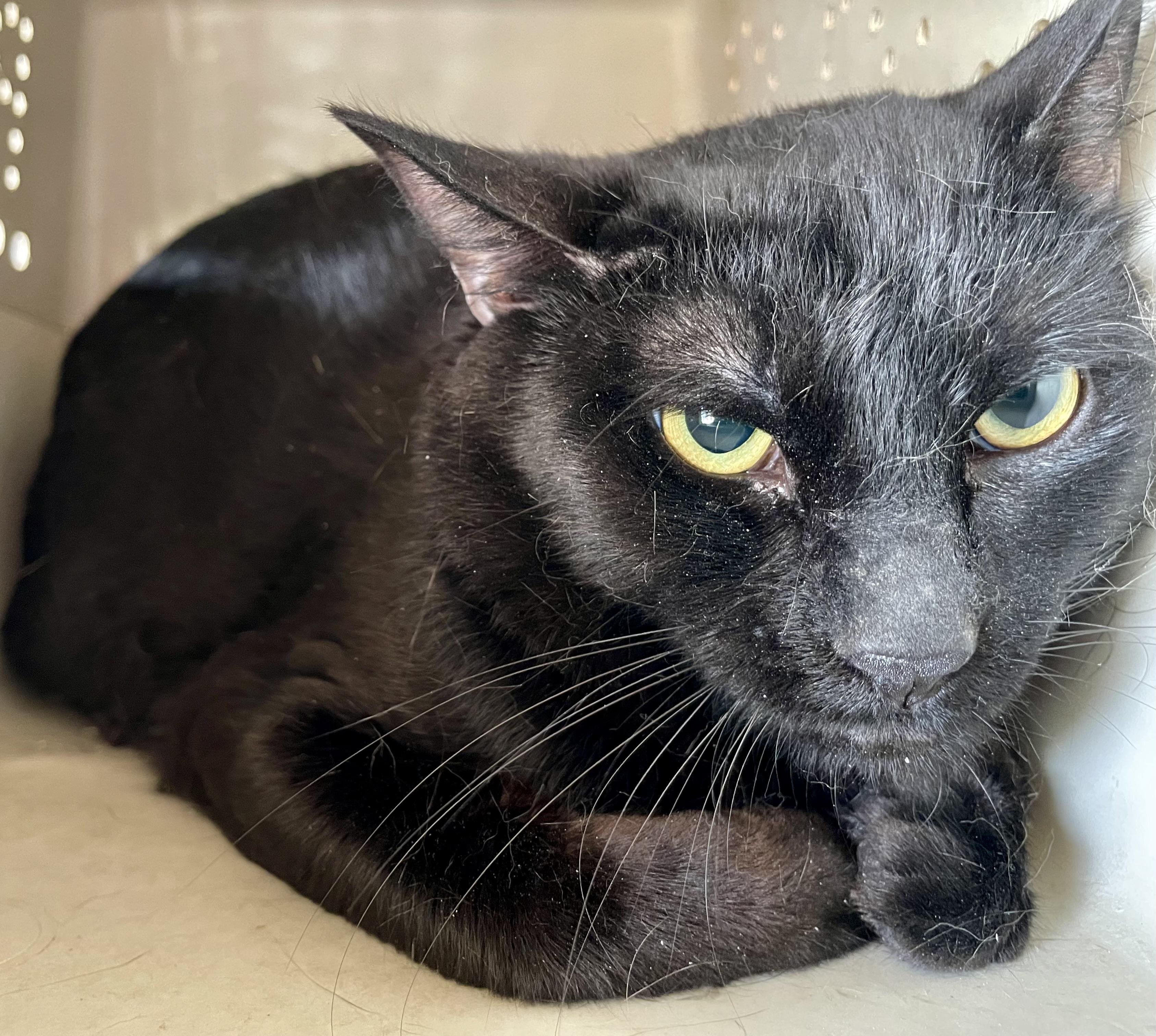 Enlarge Bennett and Beaux, a Adoptable Domestic Short Hair in St. Clair Shores, MI image 2/5