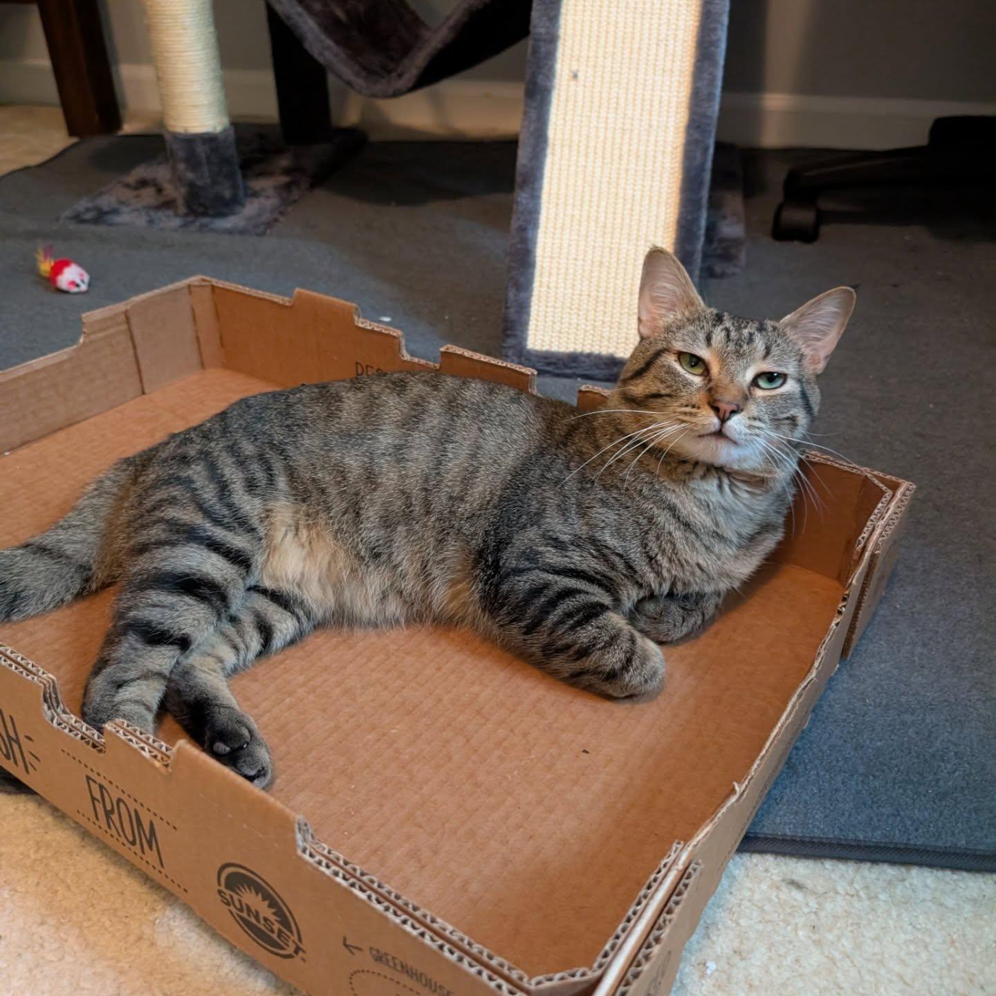 Enlarge Bennett and Beaux, a Adoptable Domestic Short Hair in St. Clair Shores, MI image 3/5