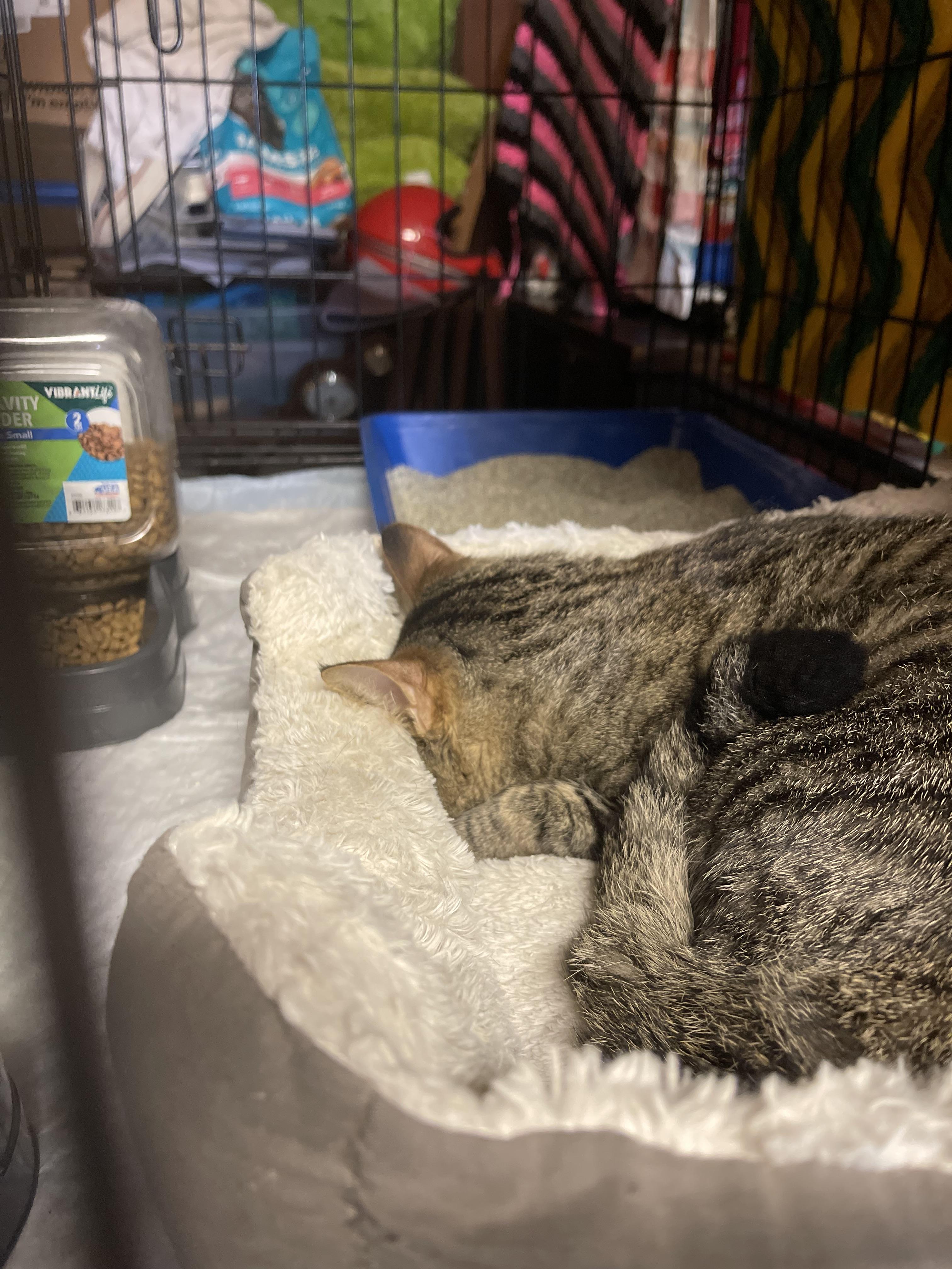 Enlarge Bennett and Beaux, a Adoptable Domestic Short Hair in St. Clair Shores, MI image 4/5