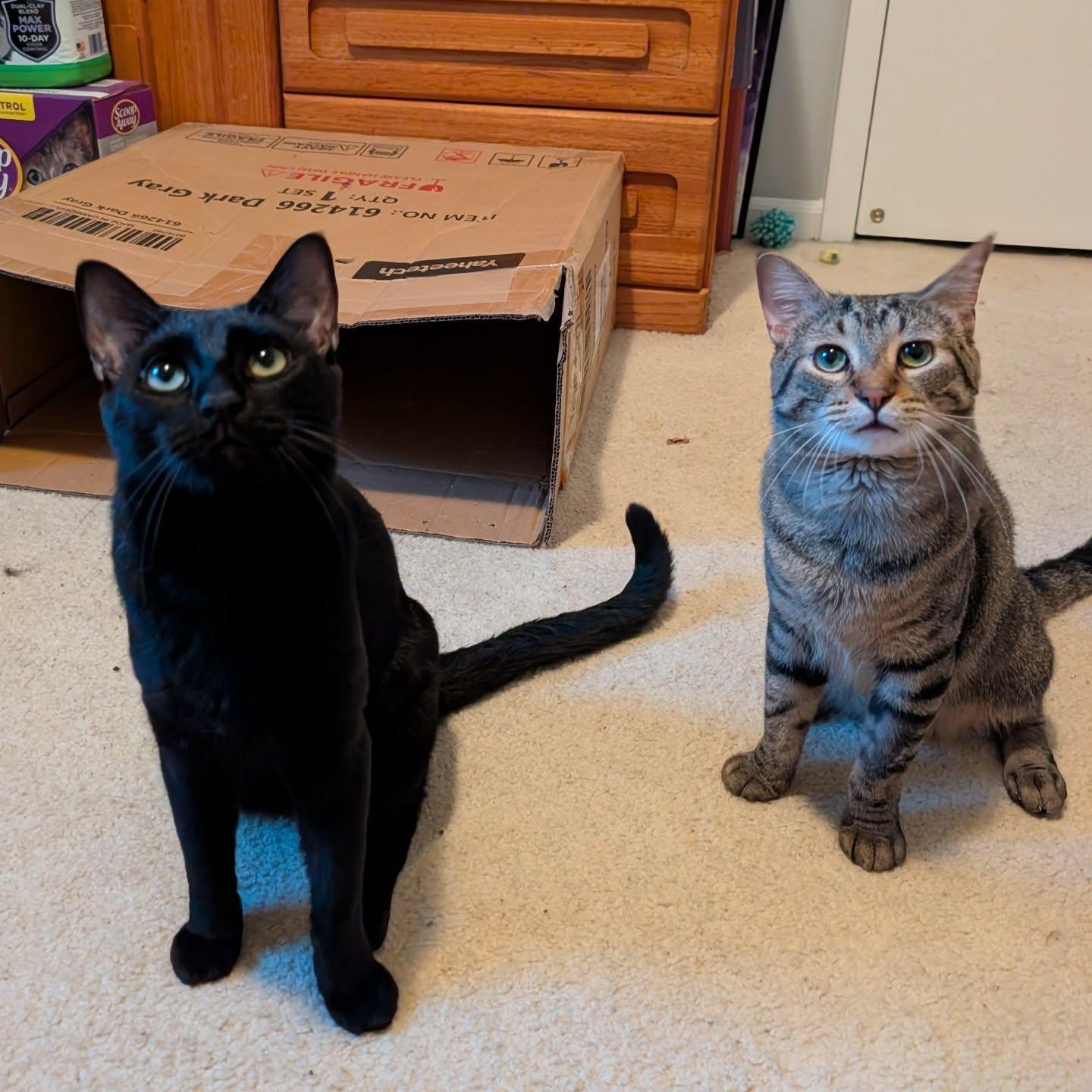 Enlarge Bennett and Beaux, a Adoptable Domestic Short Hair in St. Clair Shores, MI image 5/5