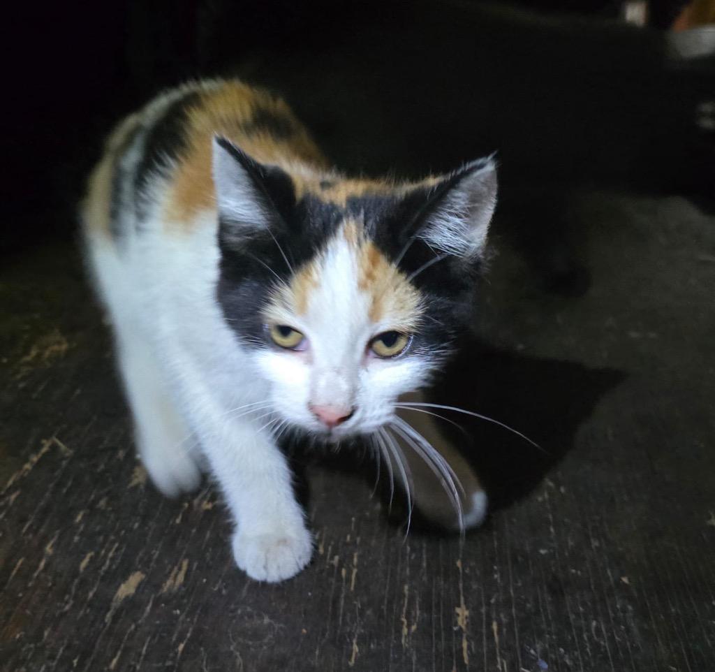 GG, Adoptable, Young Female Domestic Short Hair.