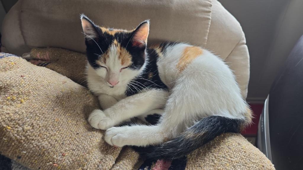 GG, a Adoptable mixed breed in Calgary, AB image 1/4