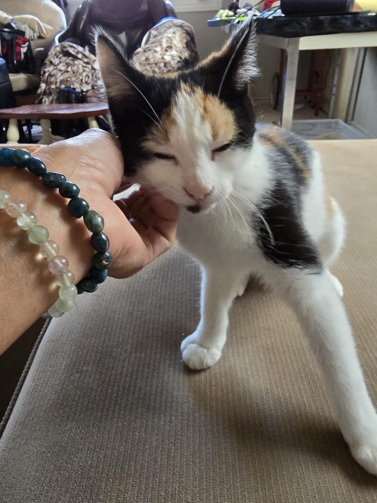 GG, Adoptable, Young Female Domestic Short Hair.