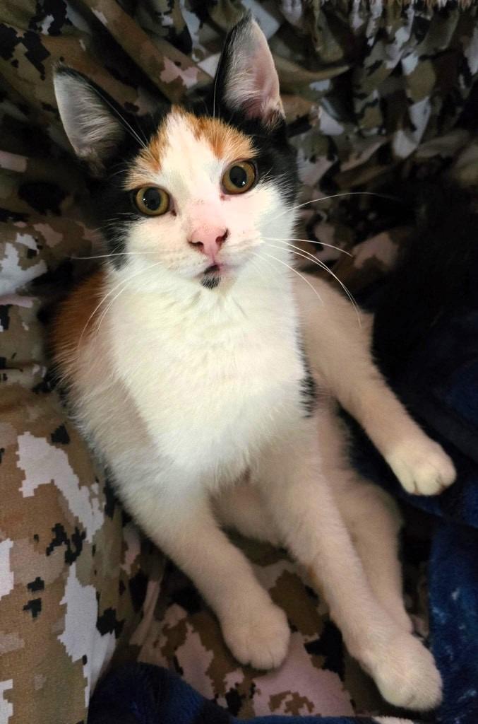 GG, a Adoptable mixed breed in Calgary, AB image 3/4