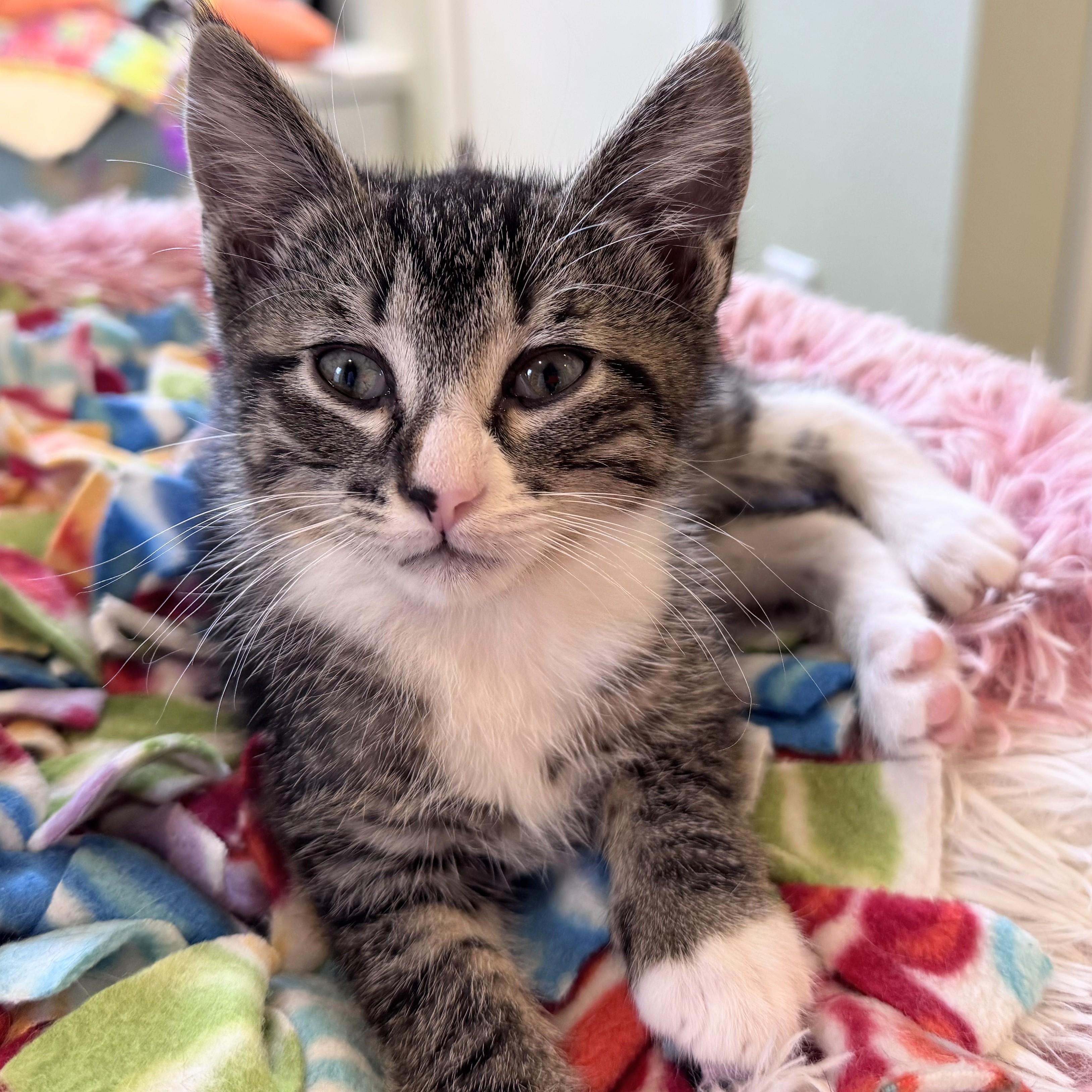 Shiitake (bonded with Morel), a Adoptable Domestic Short Hair in Wilsonville, OR image 2/4