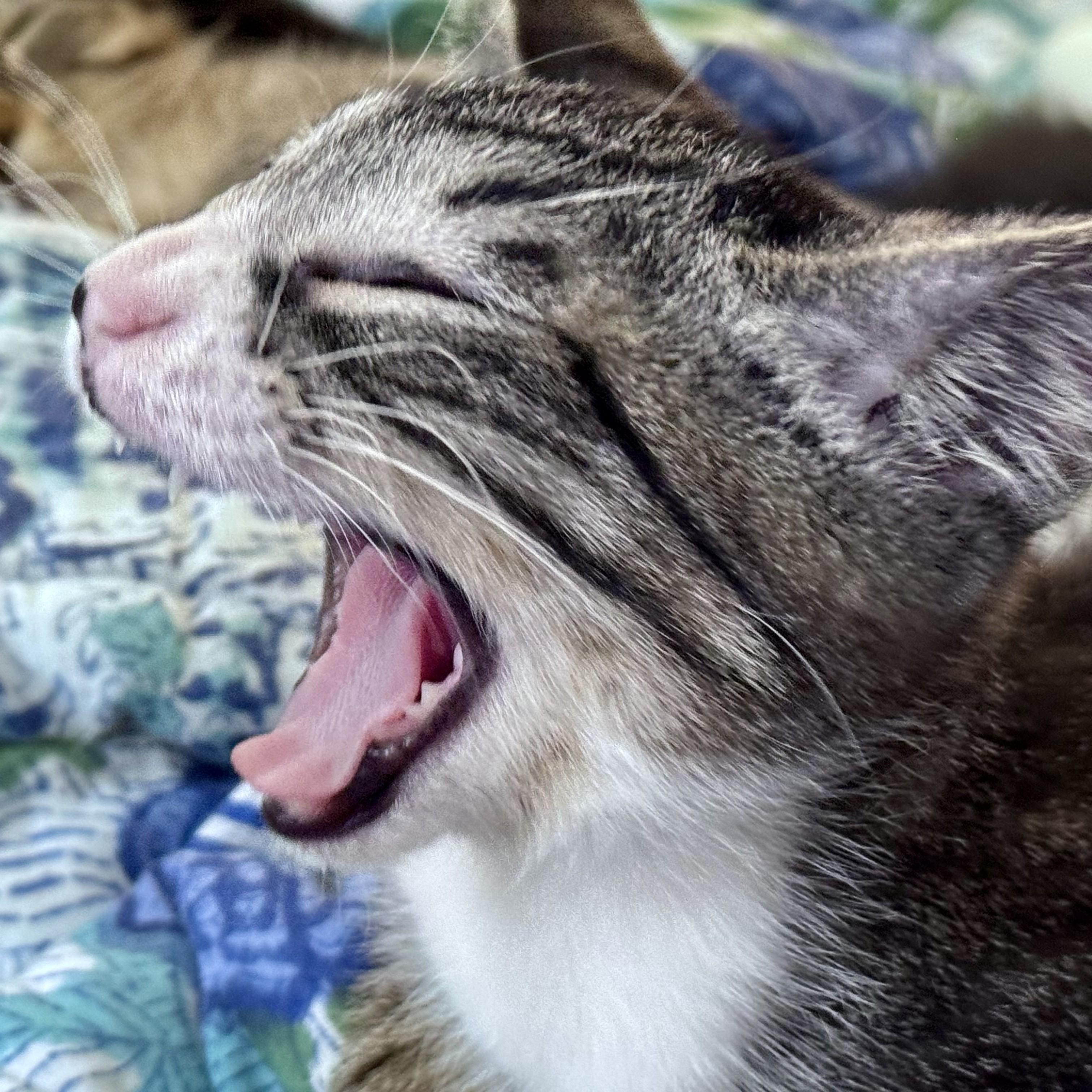 Shiitake (bonded with Morel), a Adoptable Domestic Short Hair in Wilsonville, OR image 3/4