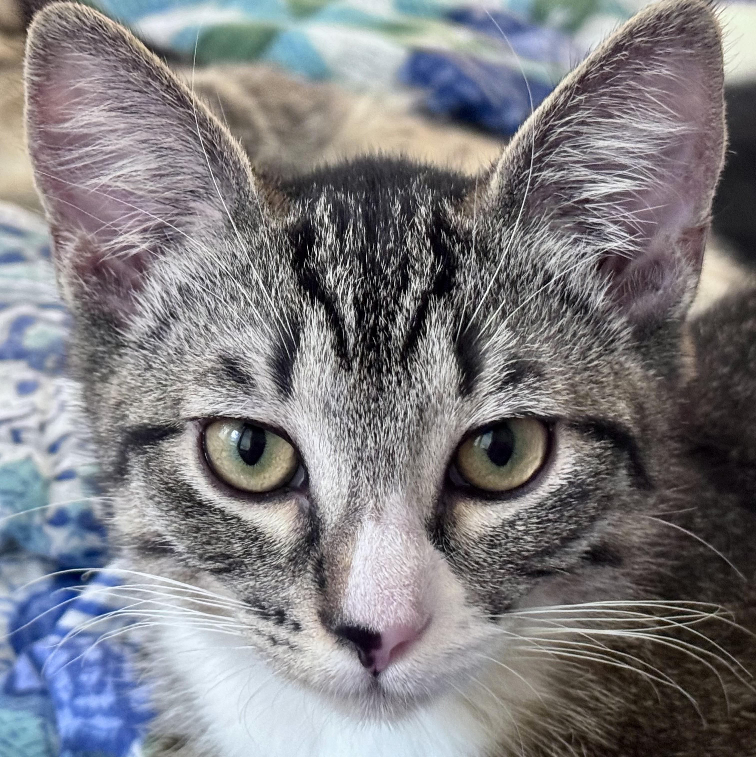 Shiitake (bonded with Morel), a Adoptable Domestic Short Hair in Wilsonville, OR image 4/4